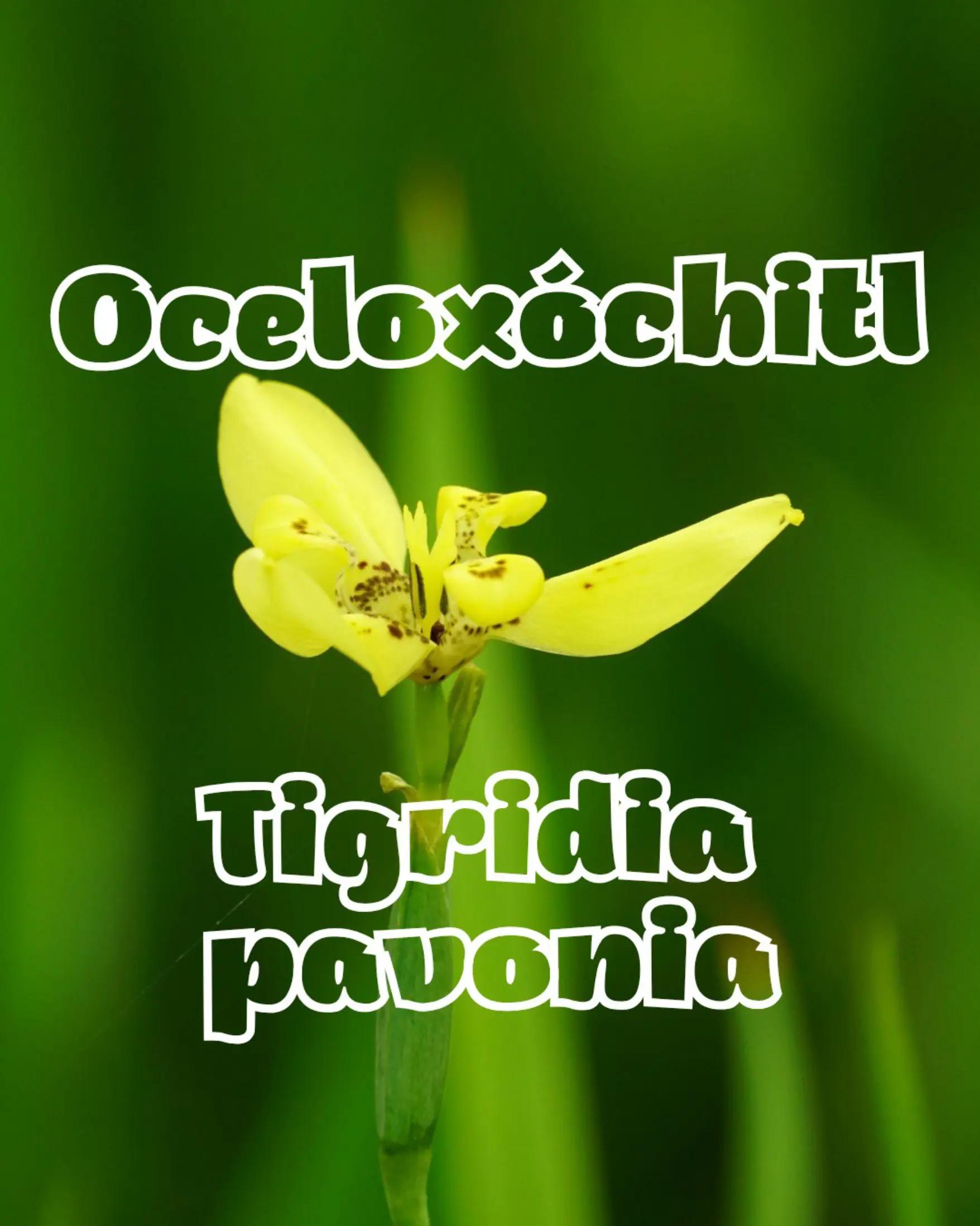 @Jardín Hero