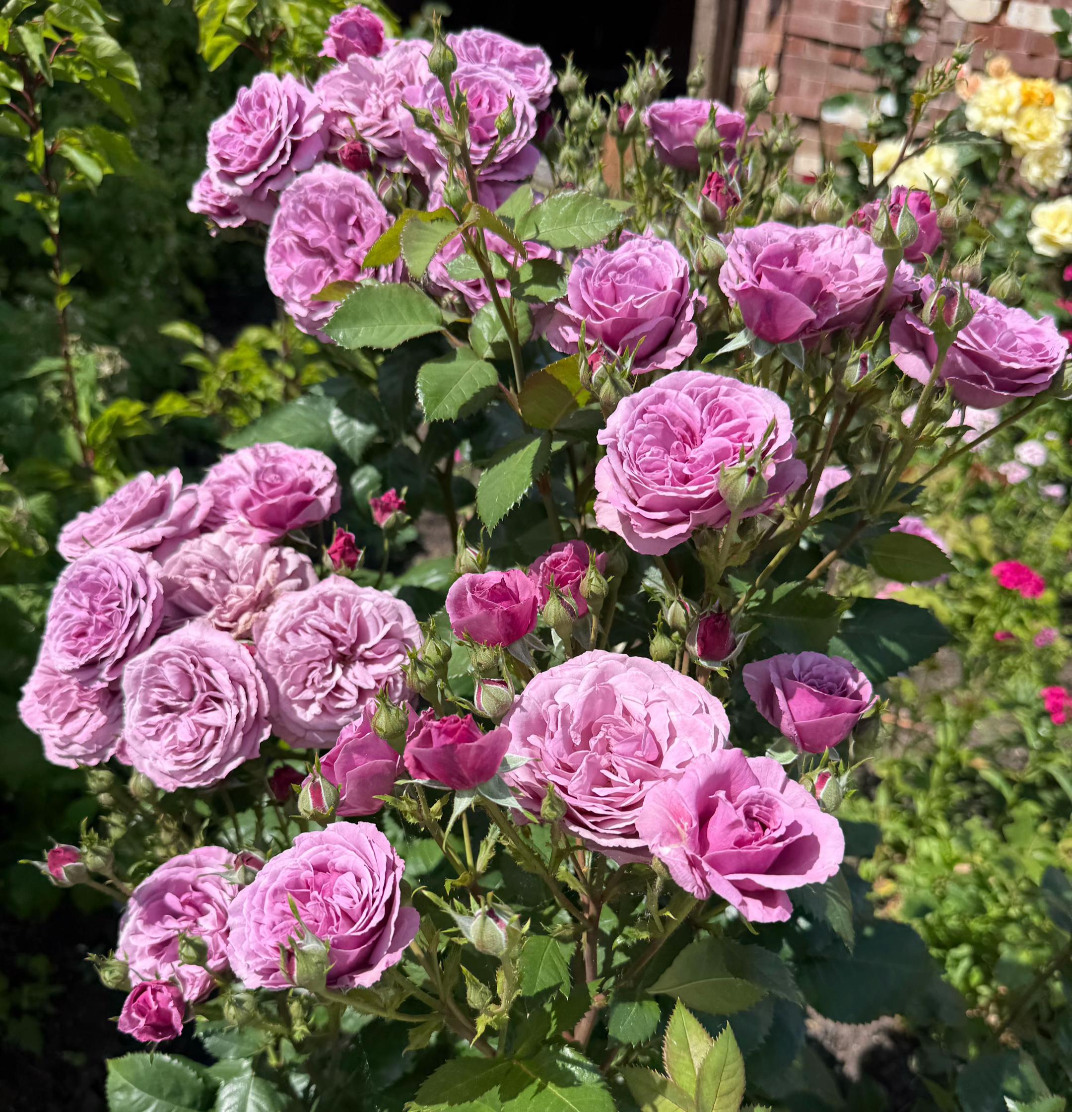 @Hairstyles DC
