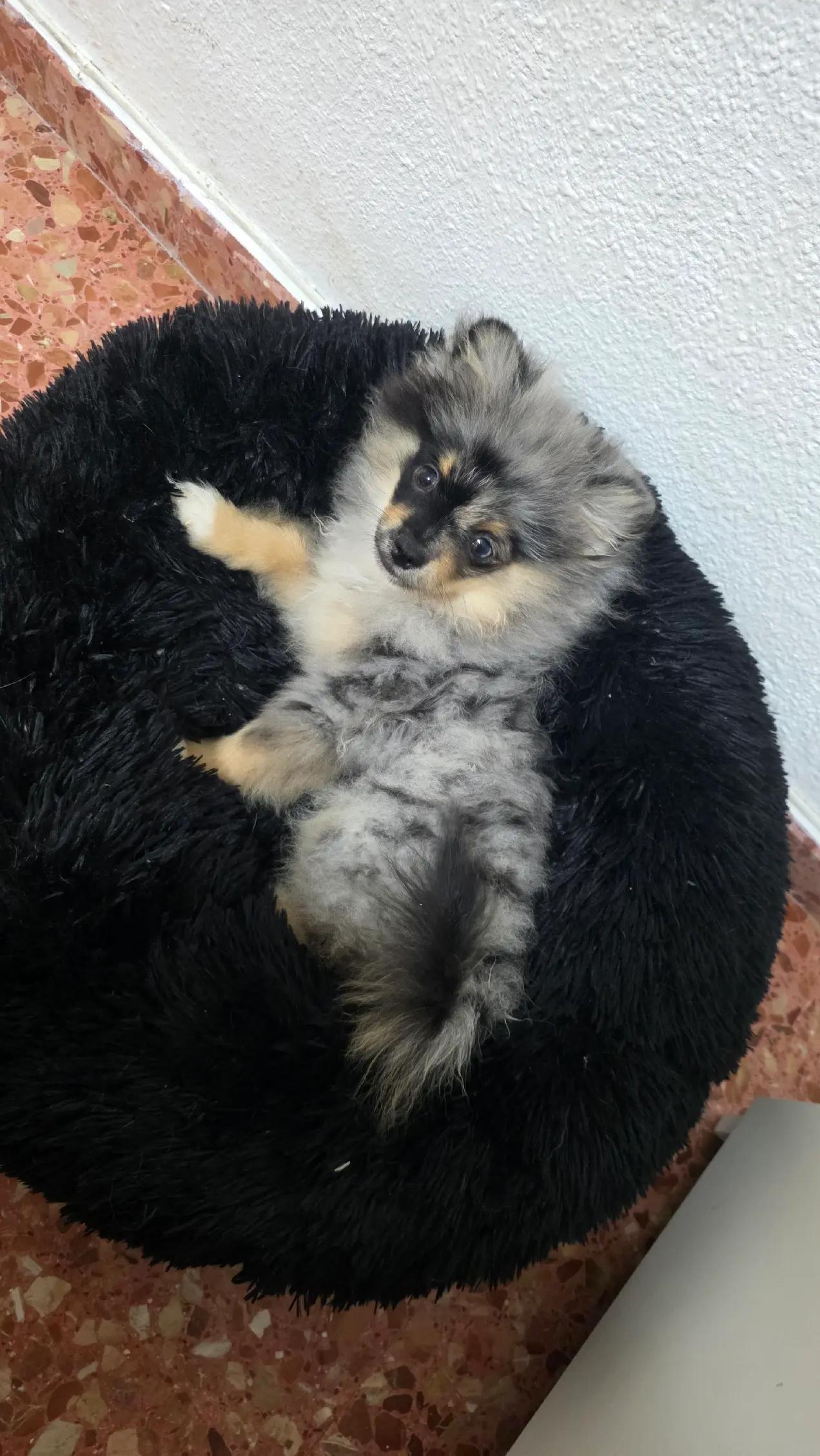 @baloo.the.pom