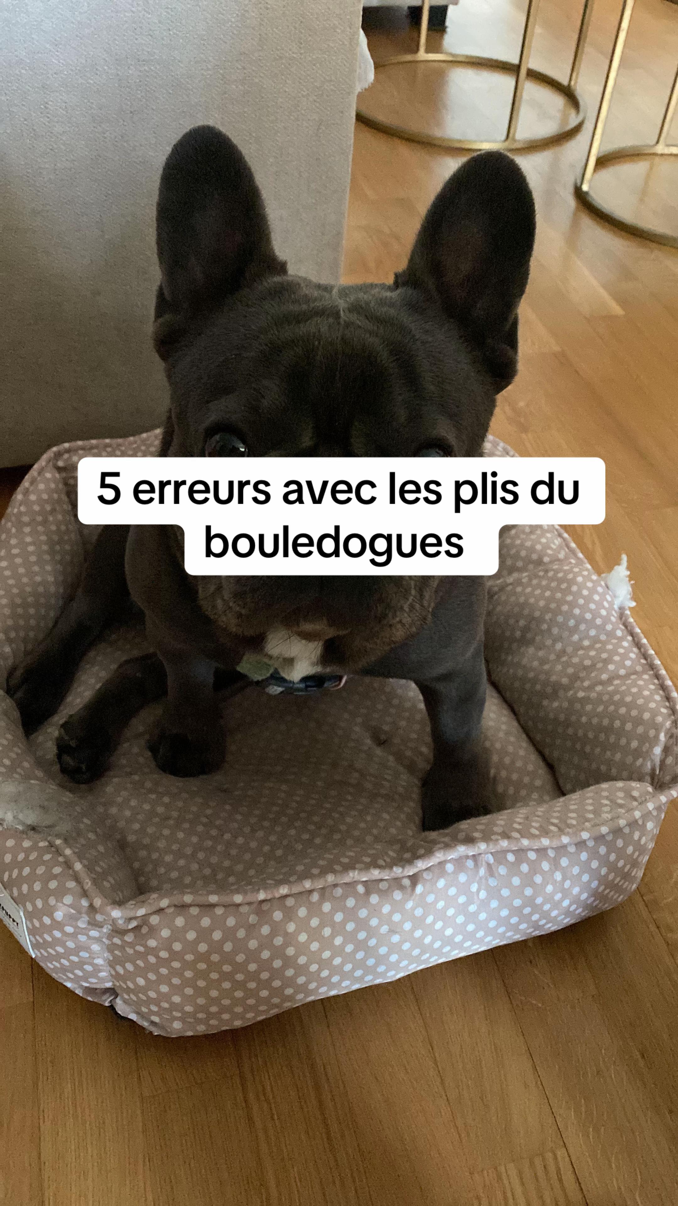 @Sunny Le Frenchie 🐾🌞