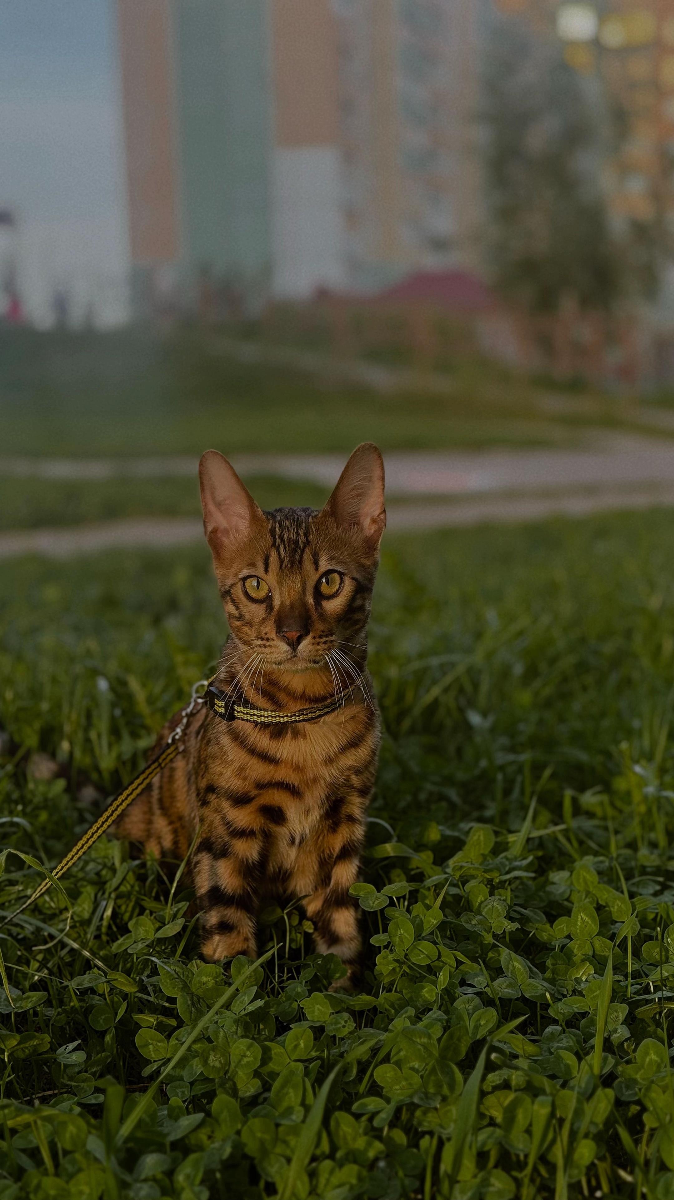 @Лиза
