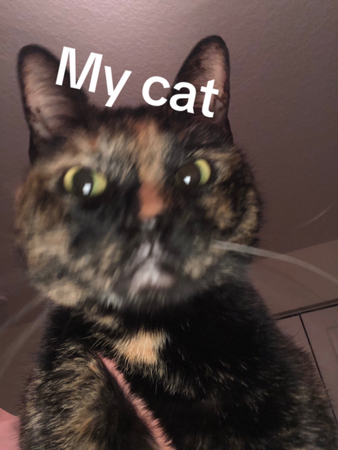 @butcherkitz