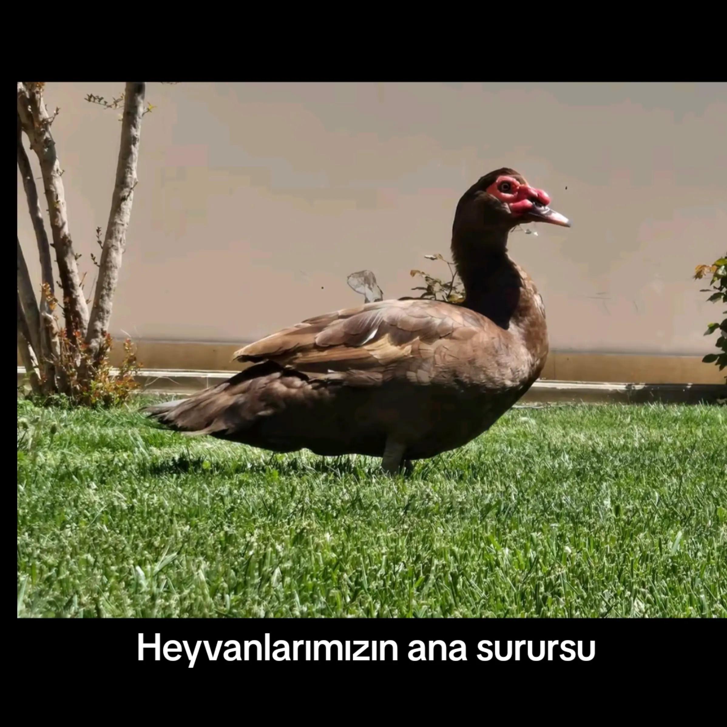 @MAŞTAĞA_QUŞCULUĞ