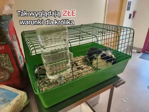 @Króliki
