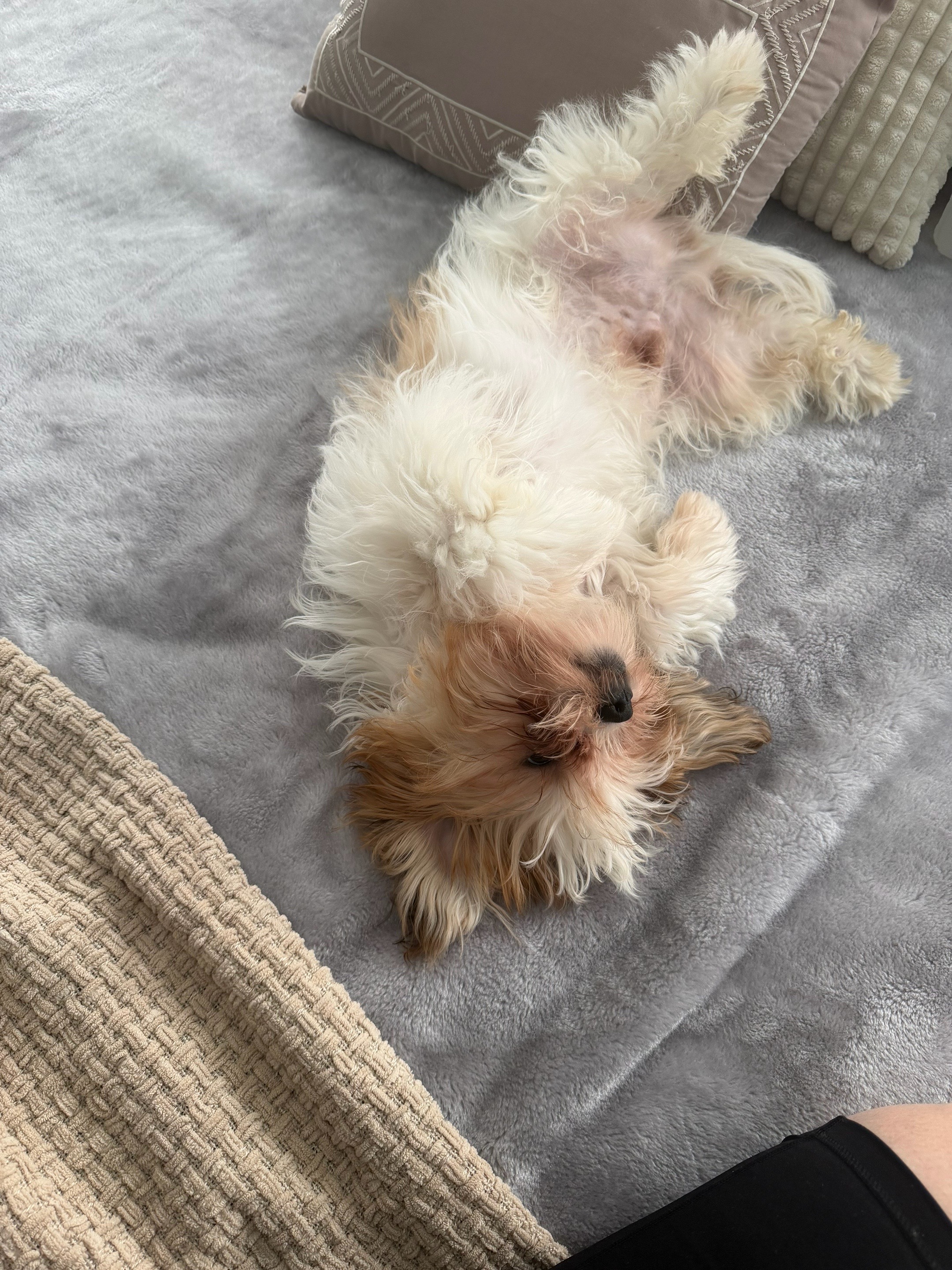 @Crisp&iacute;n_y_mia_shihtzu_puppies.