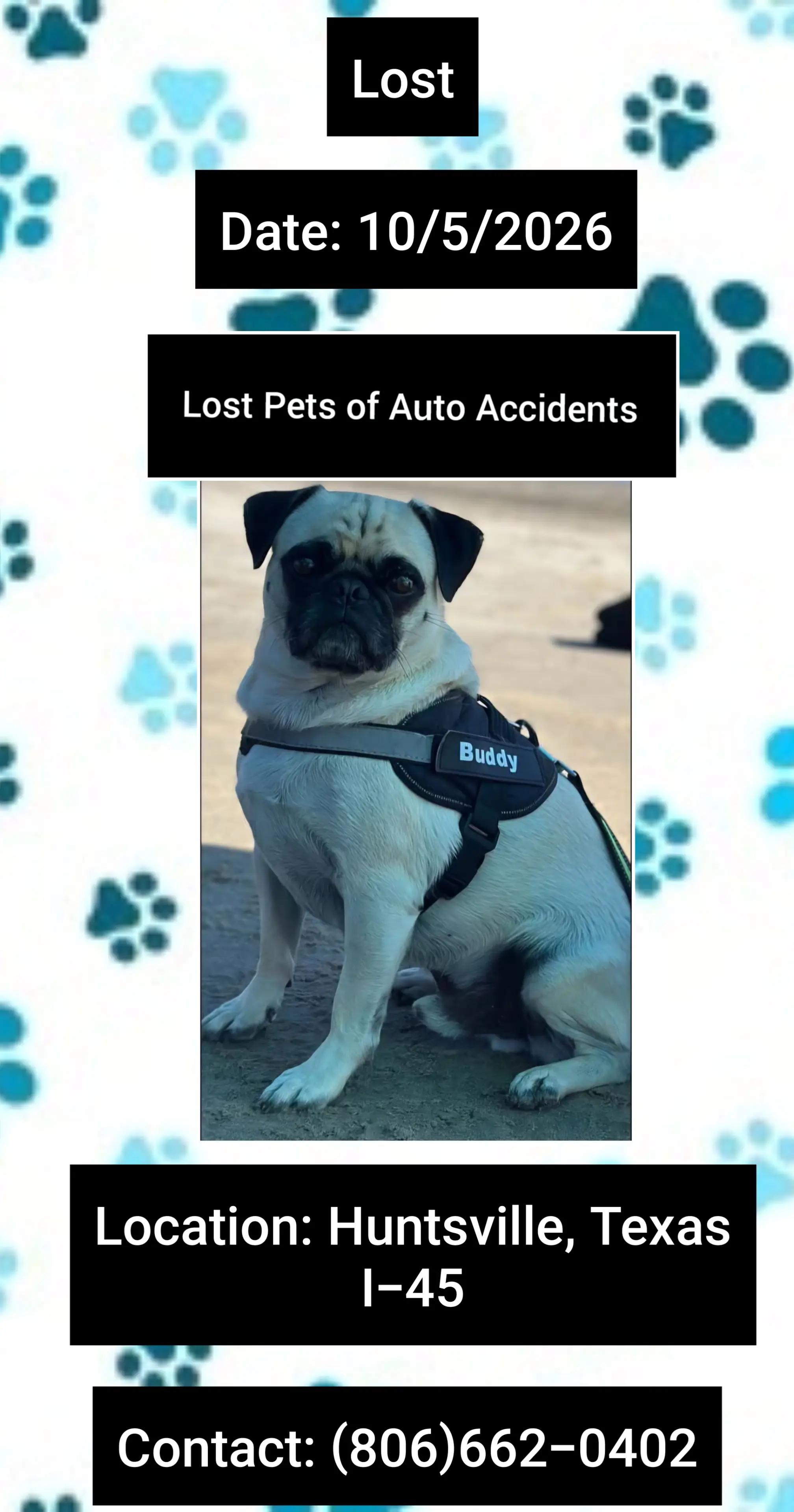 @Lost Pets of Auto Accidents