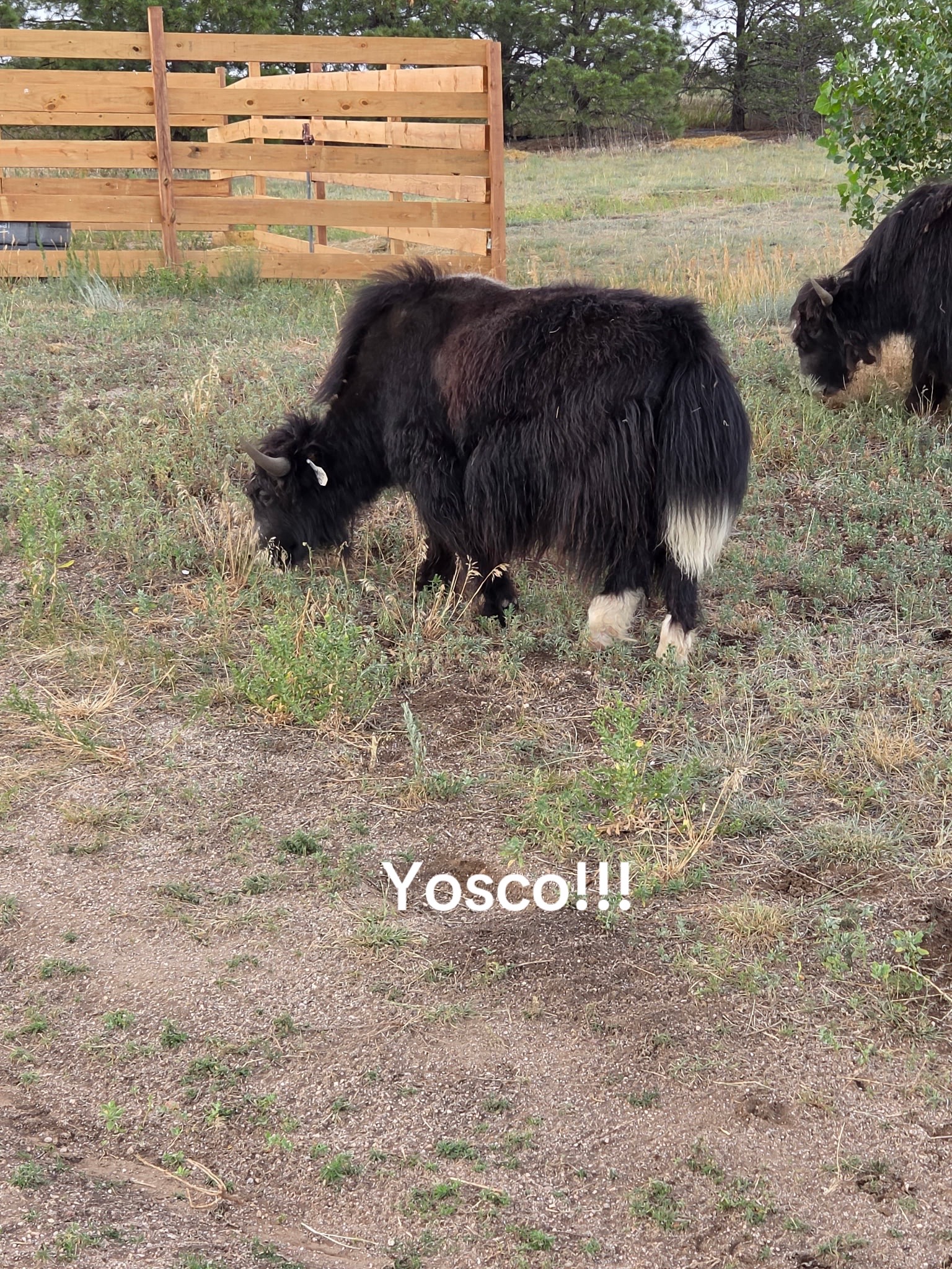 @Yakety Yak Ranch