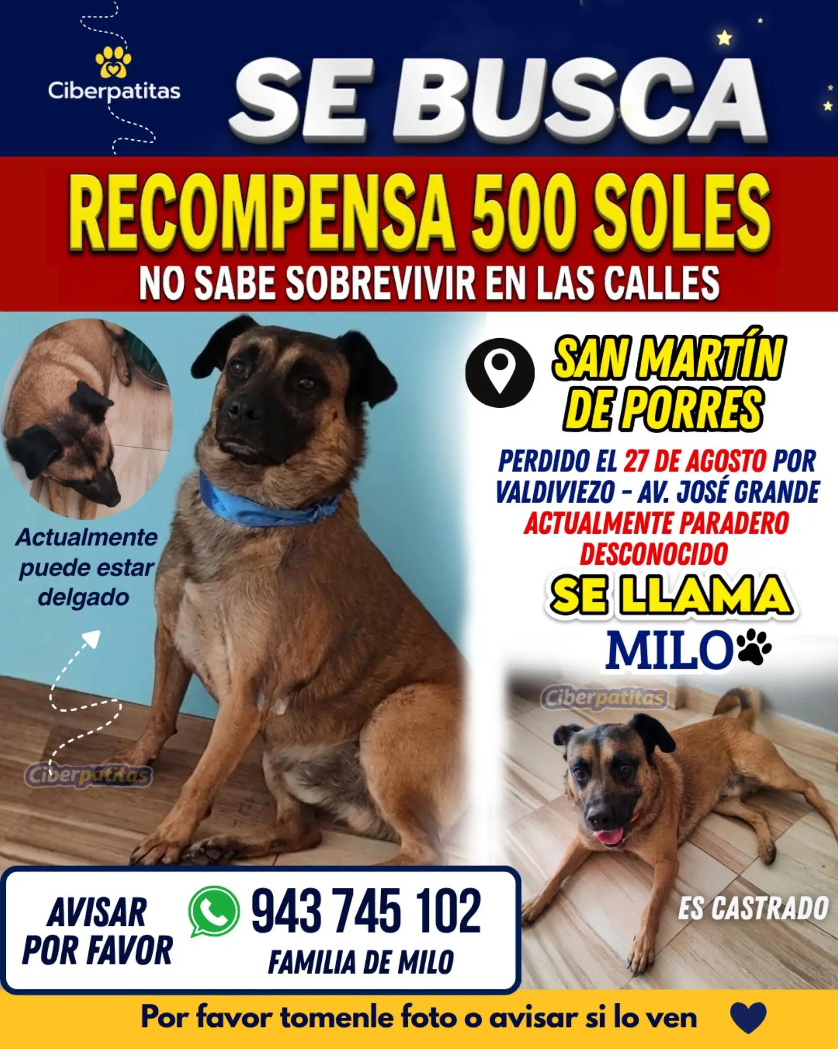 @Perritos Voladores