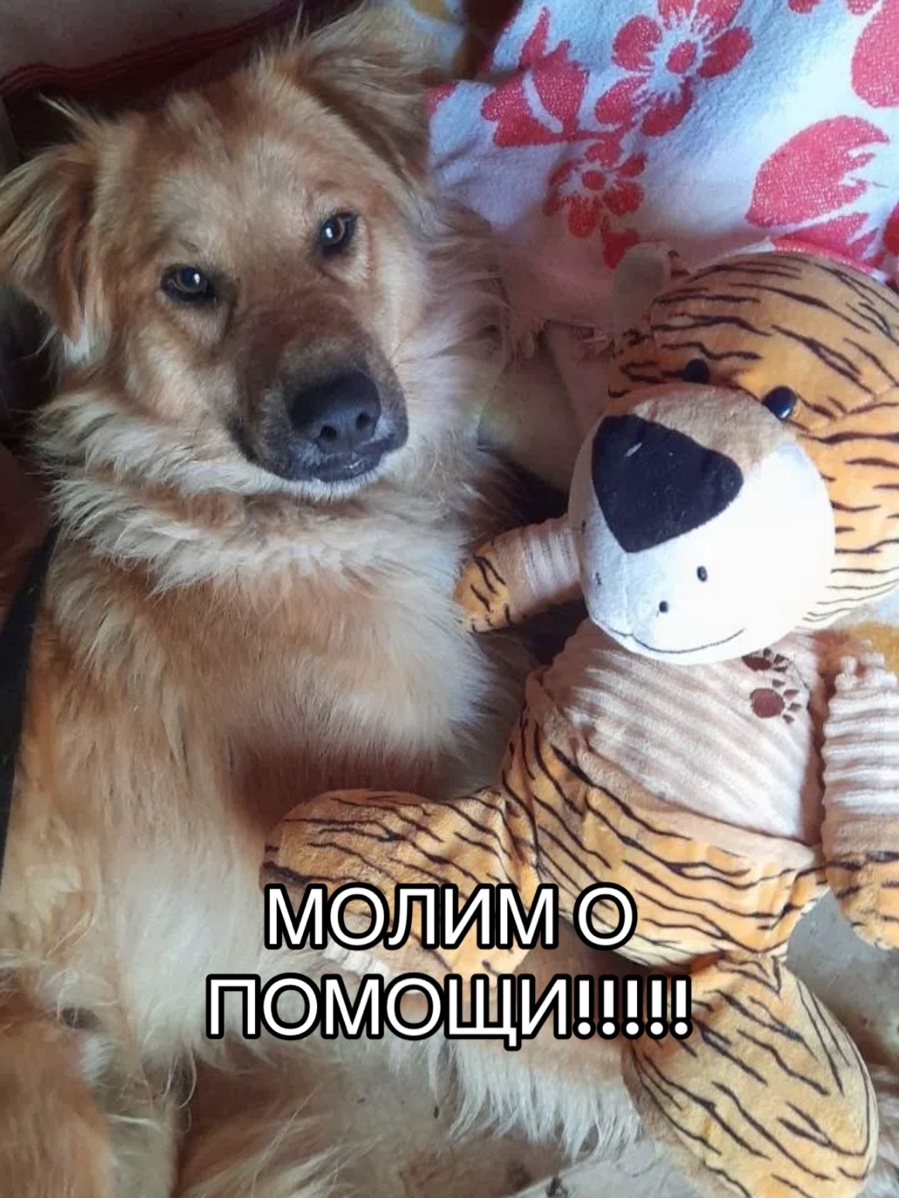 @Приют Потеряшка