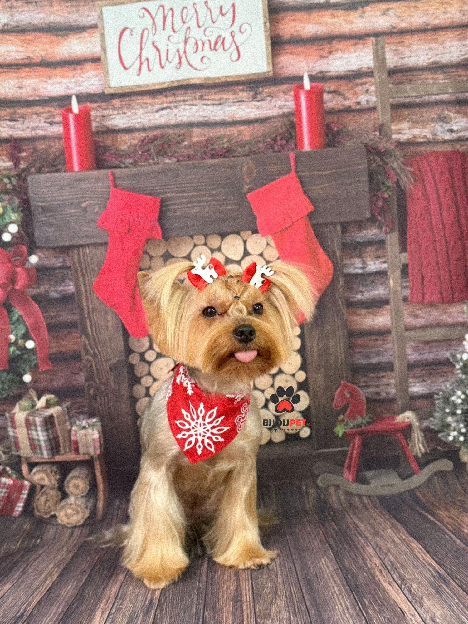 @Chicago & Tokyo | The Yorkies