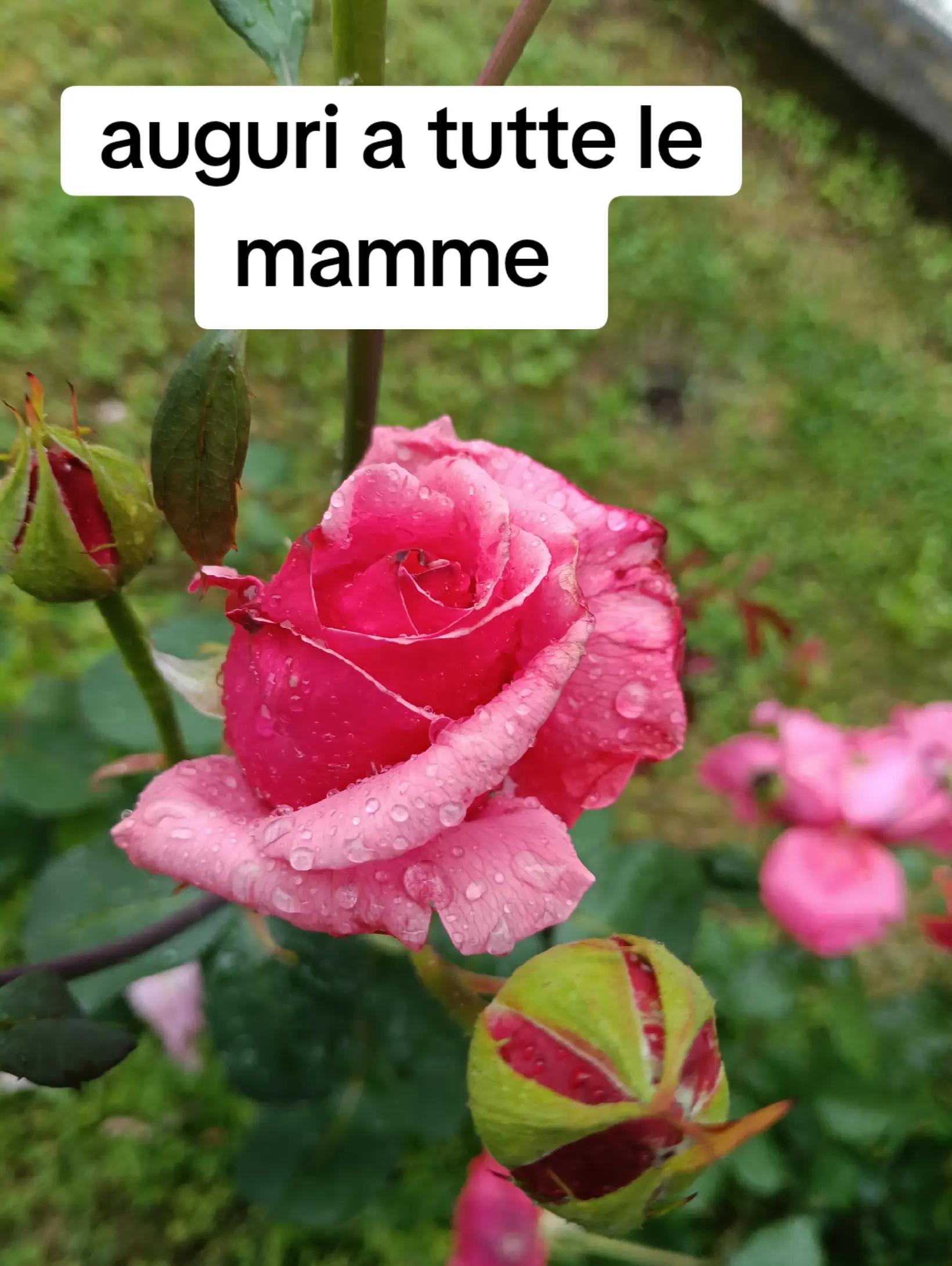 @grazianoscrittore