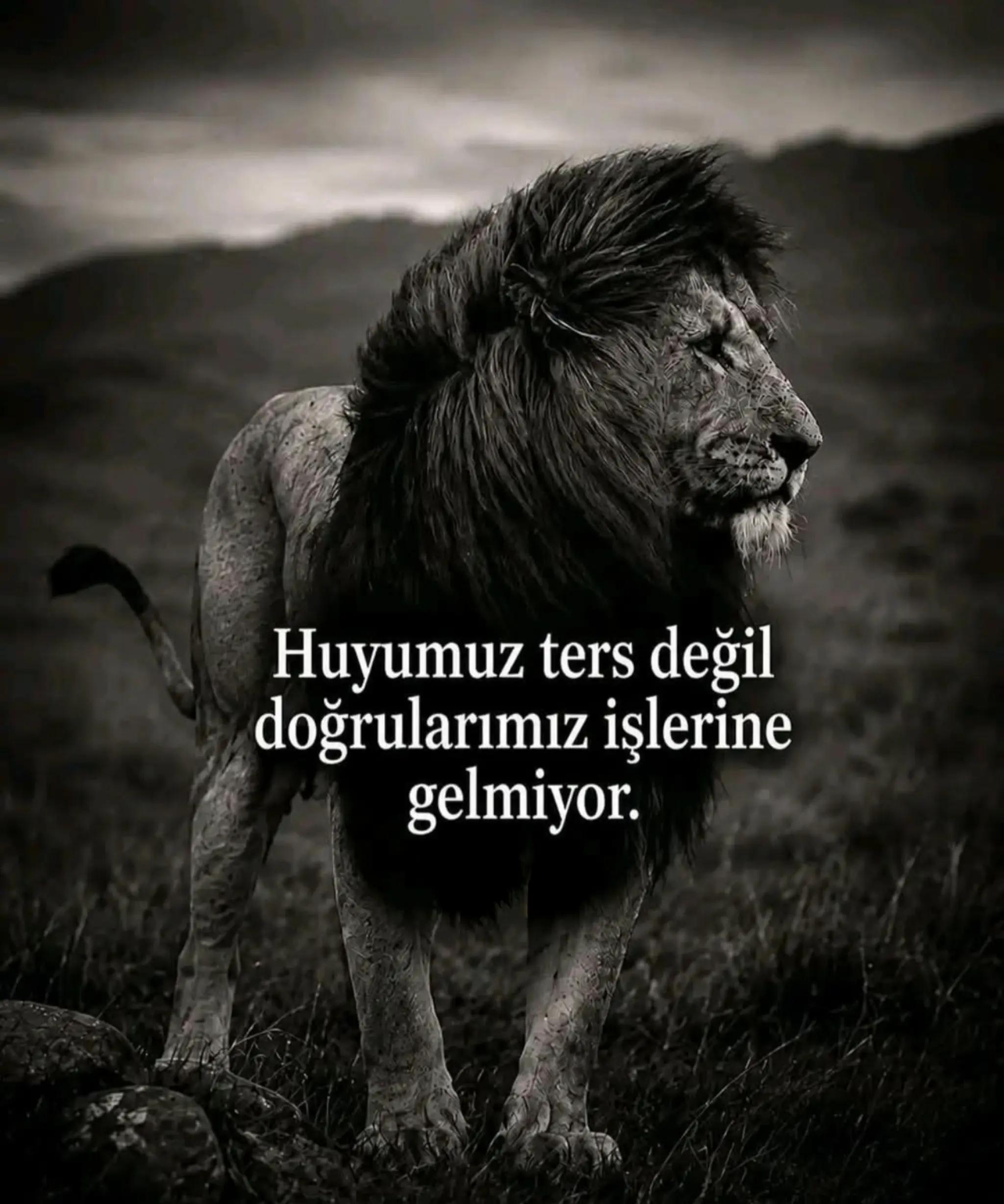 @Ceren Şentürk