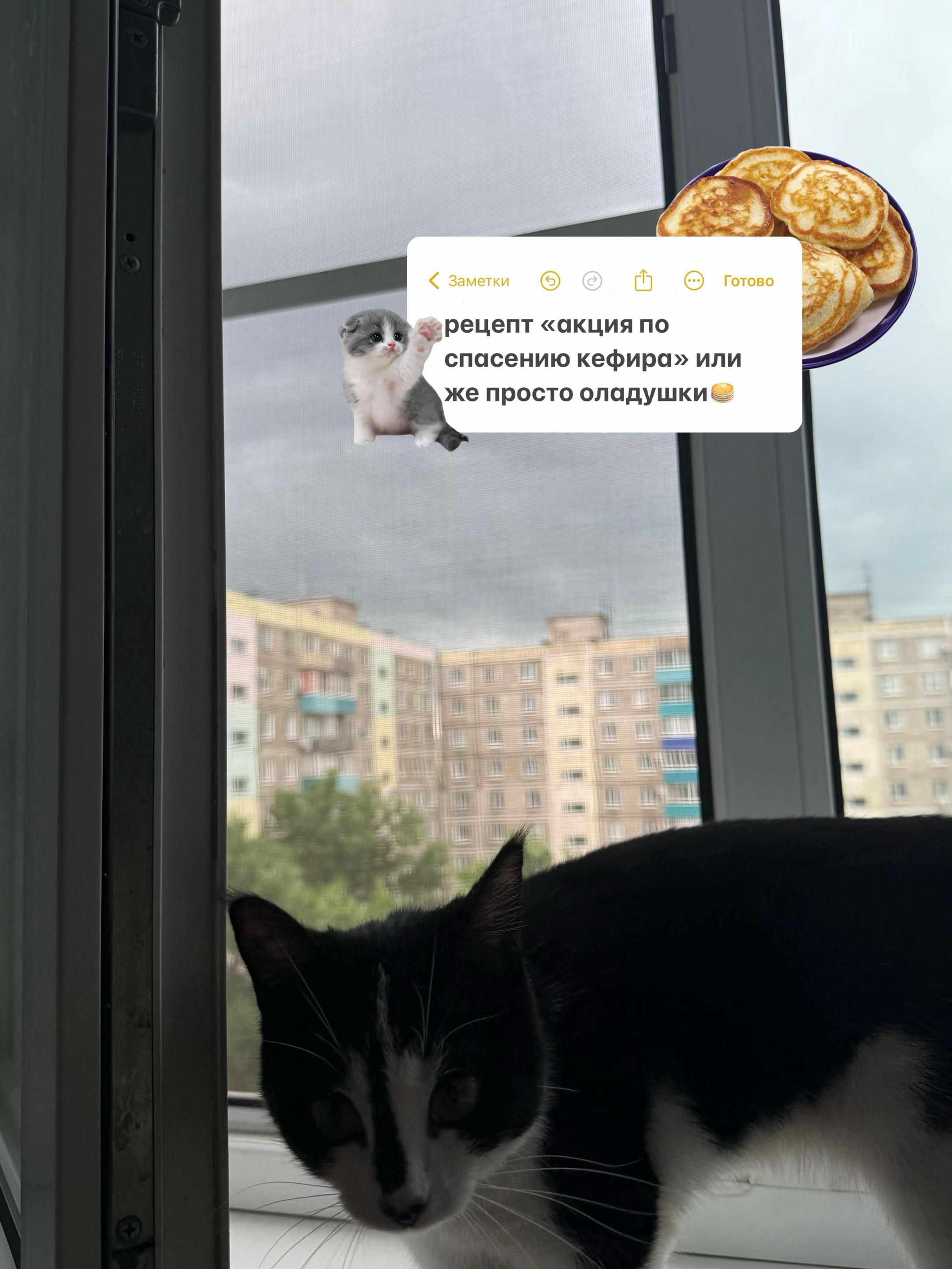 @qisooniq