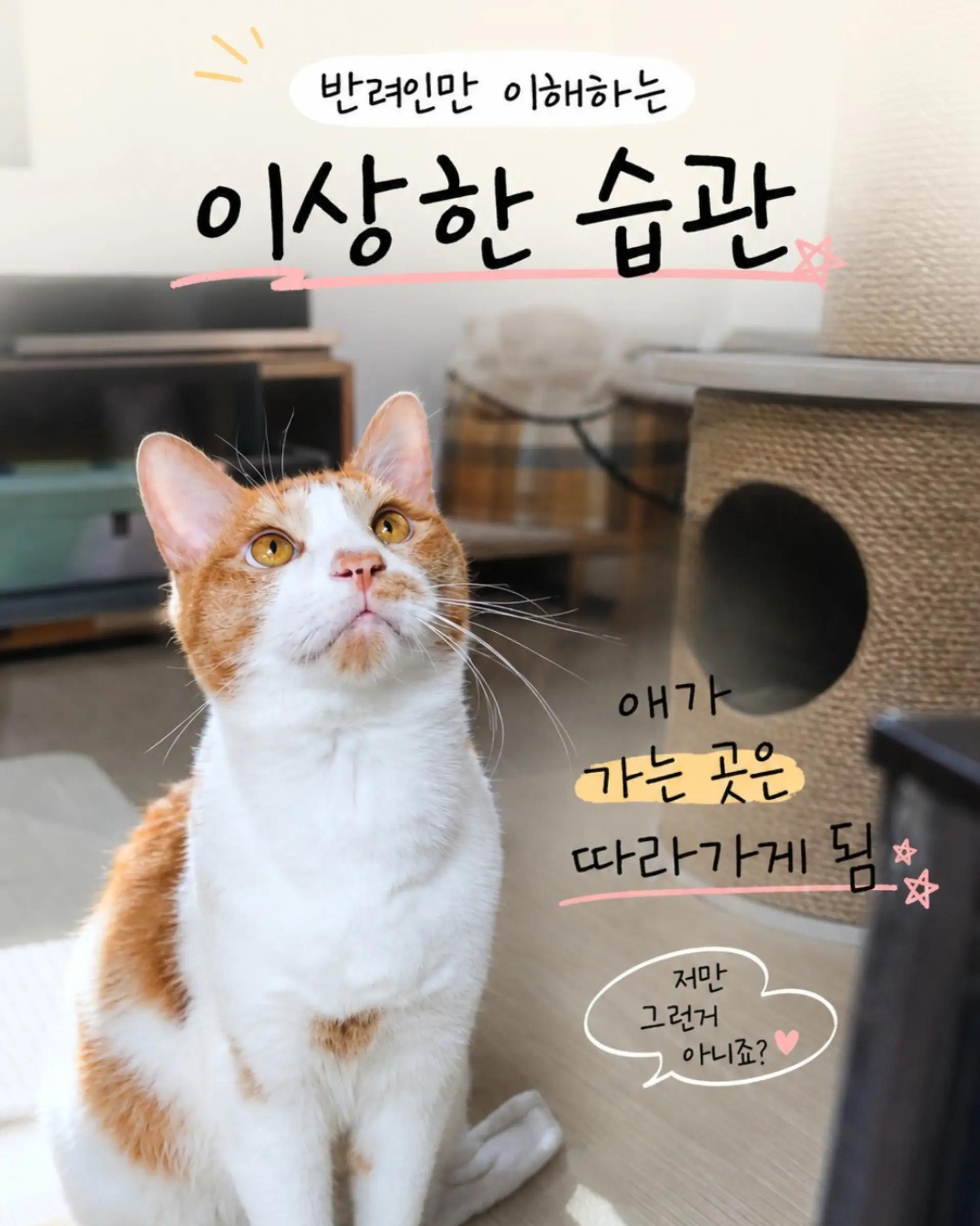 @우다다냥냥냥