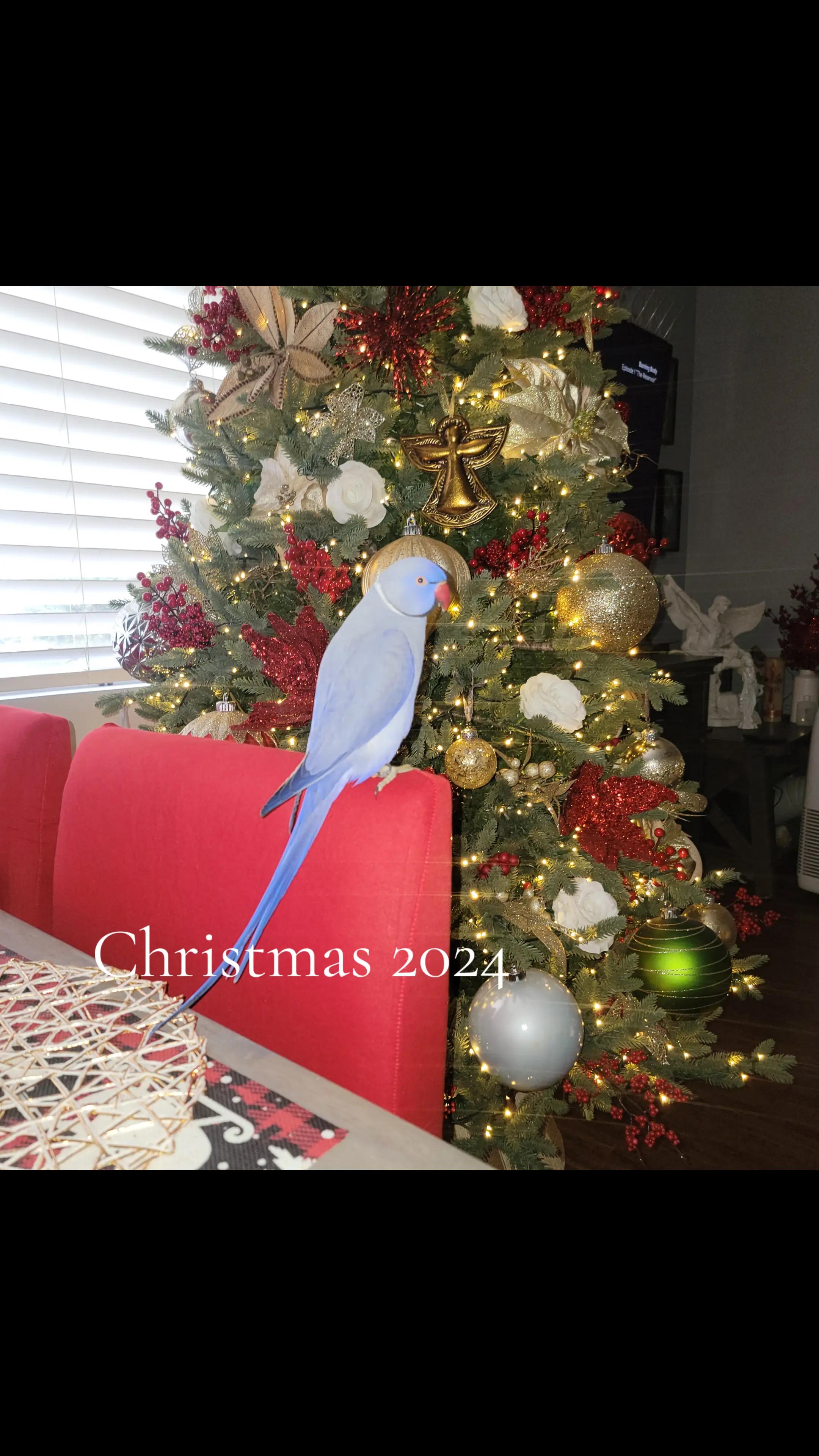 @lilotheparrot & Sky