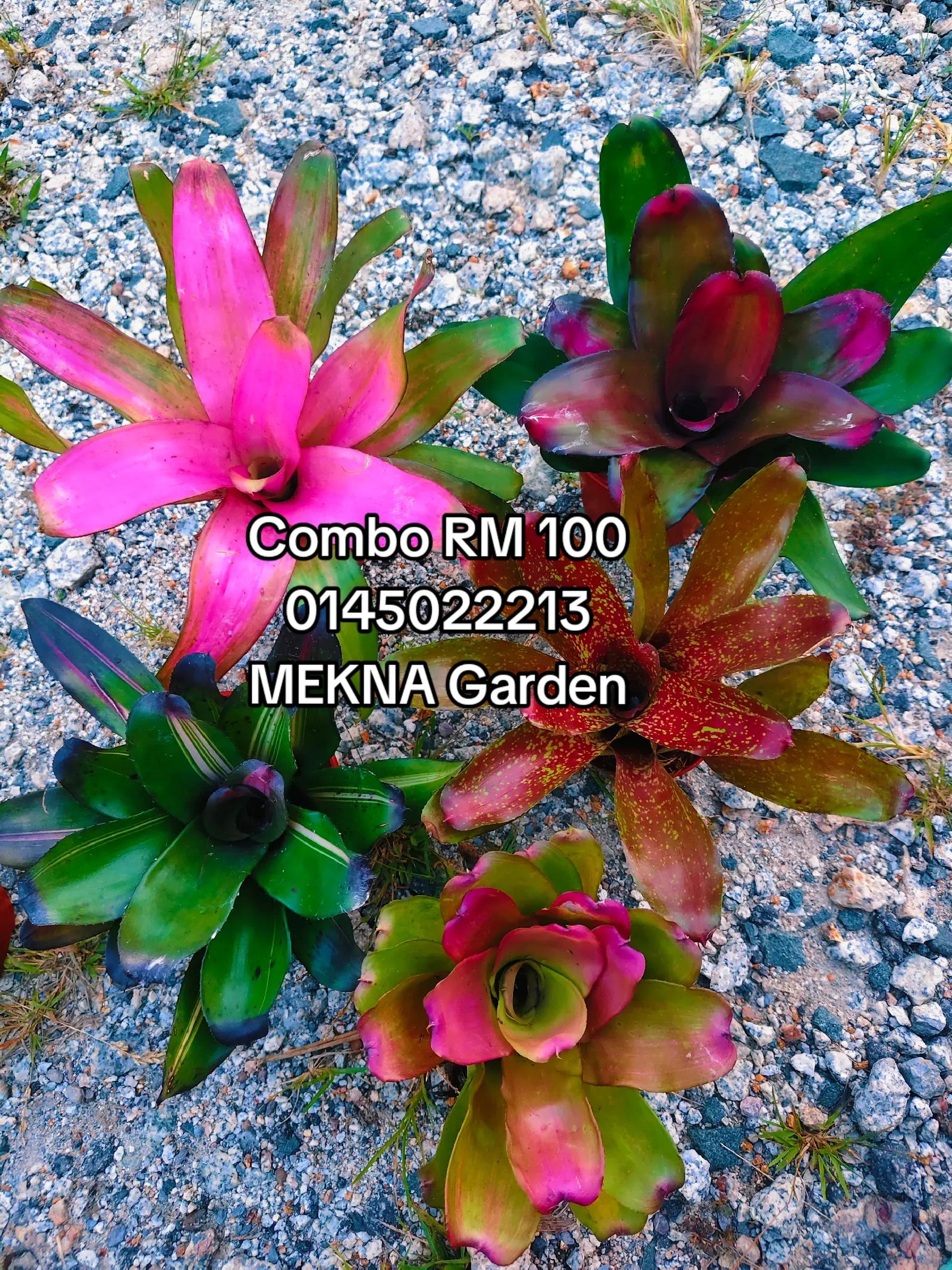 @MEKNA Garden