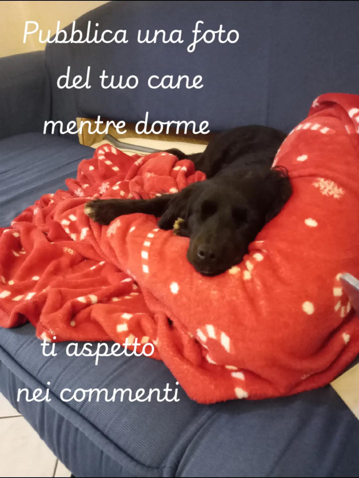 @Whisky&Jenny Golden retriever