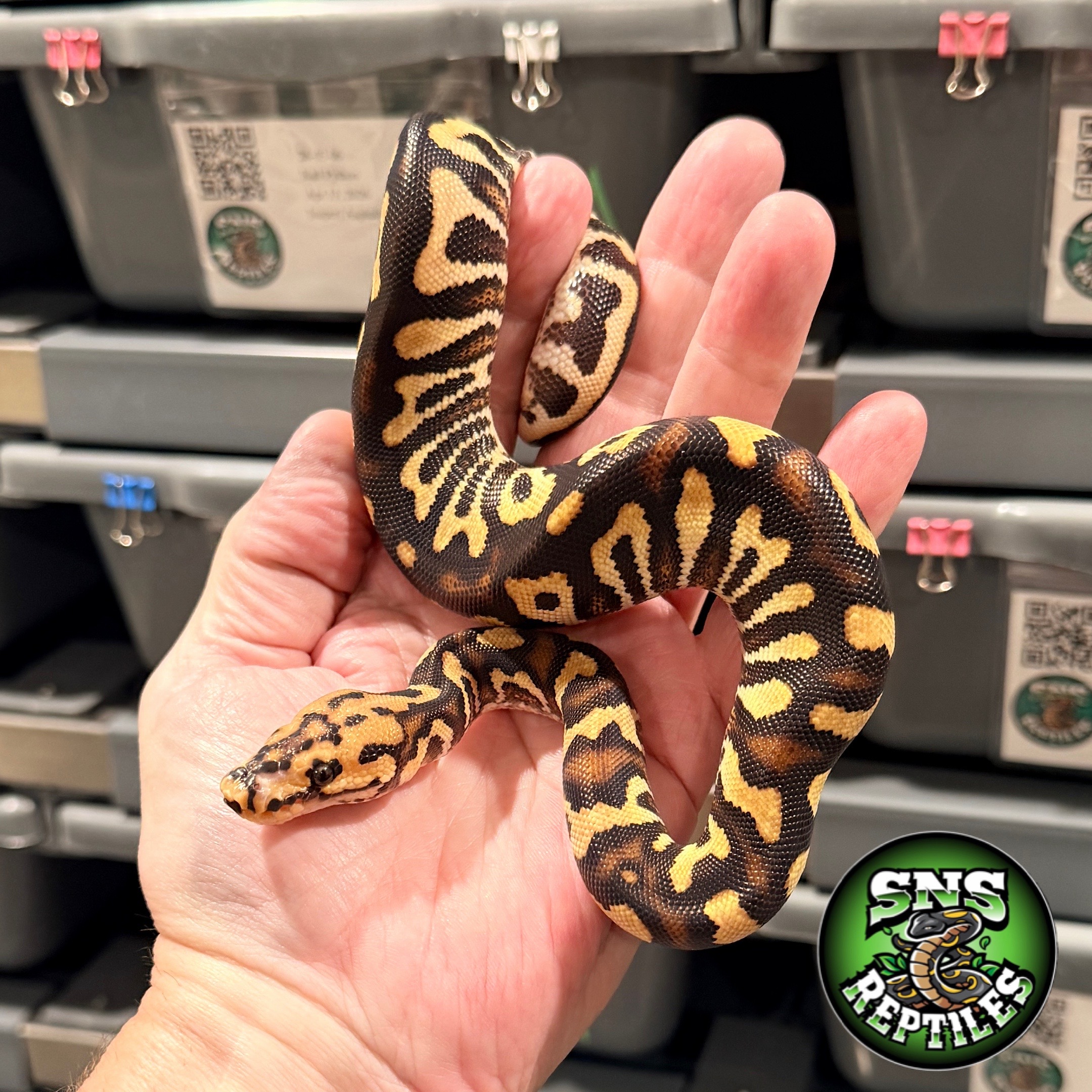 @SNS Reptiles