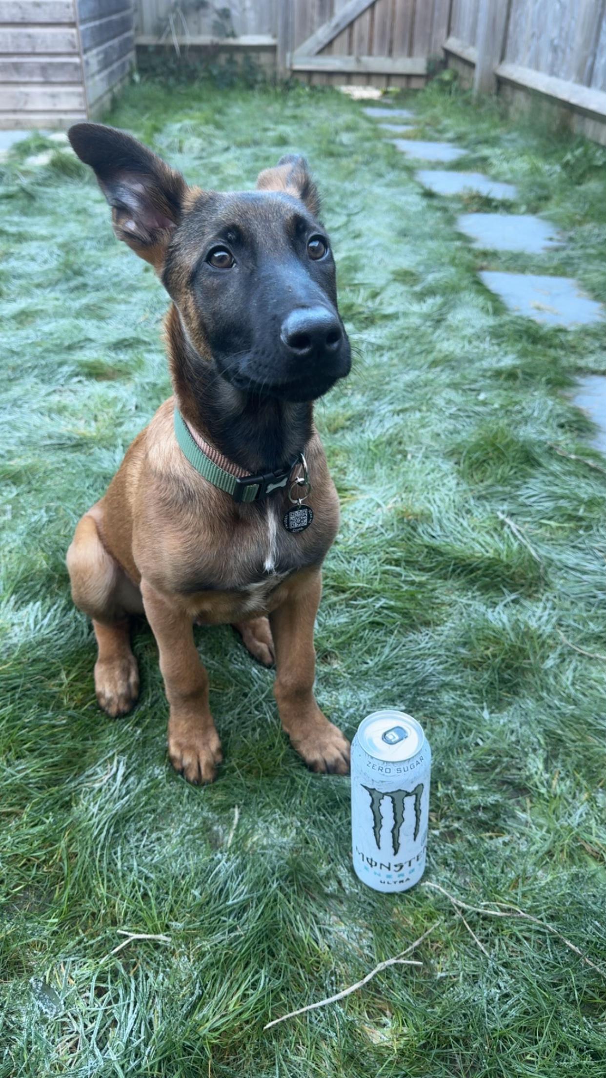 @maligator_and_mountains