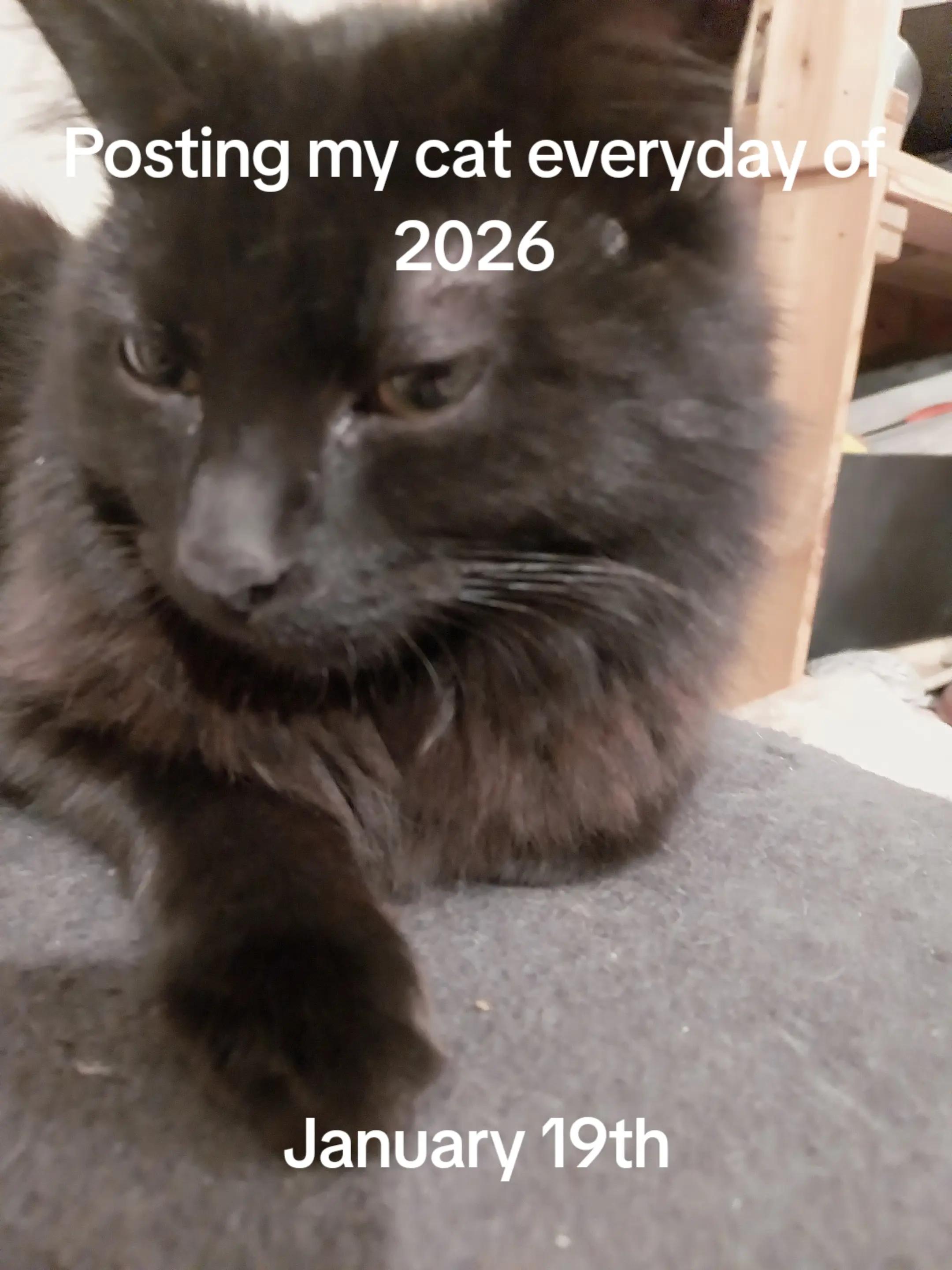 @Weakest Cat Enjoyer