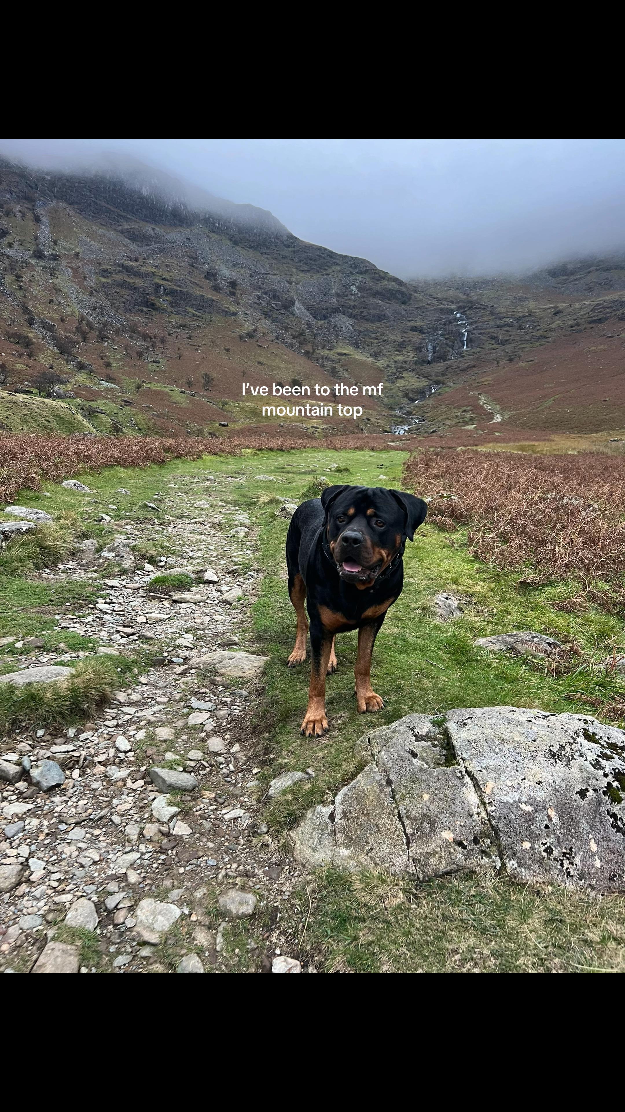 @Nyla Bo Rottweiler