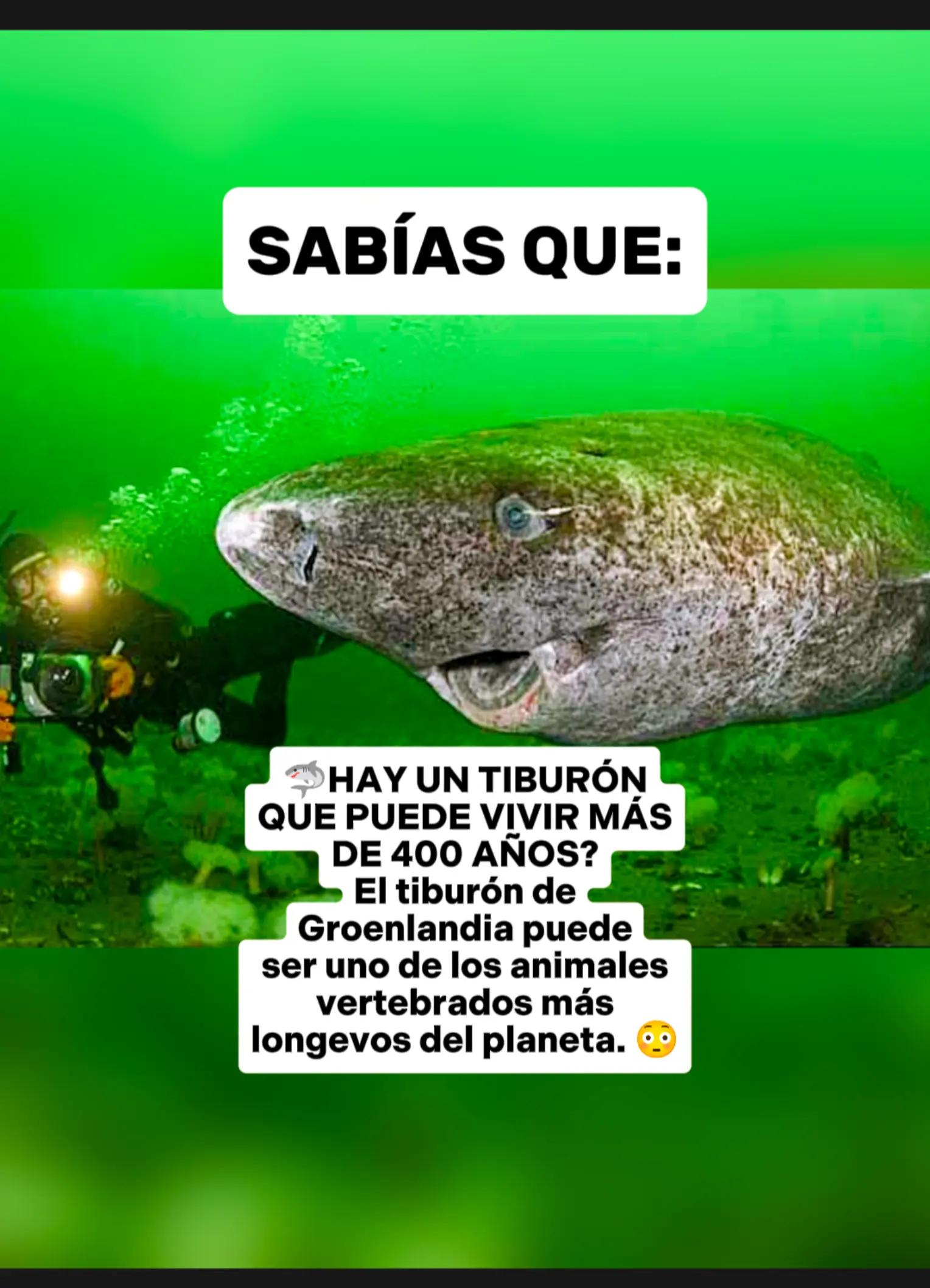 @CLUB DE ANIMALES