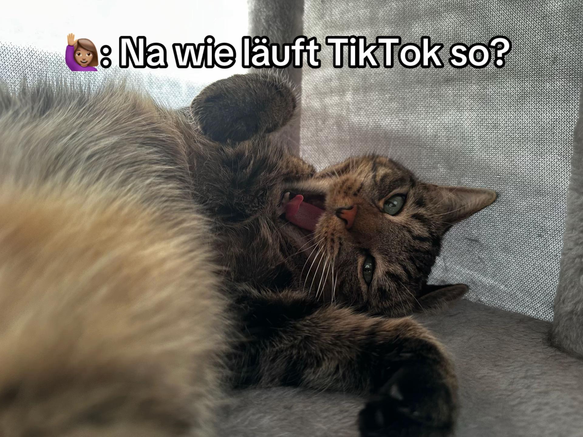 @Happykittycats_