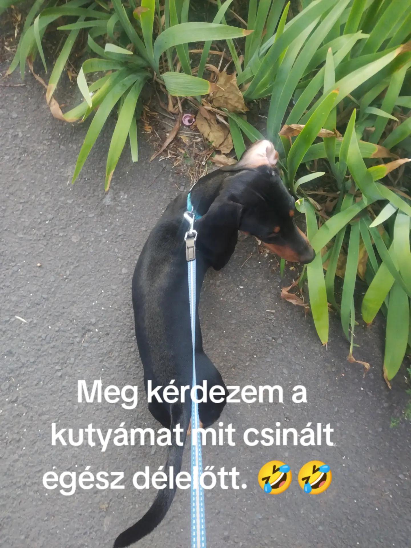 @NEO