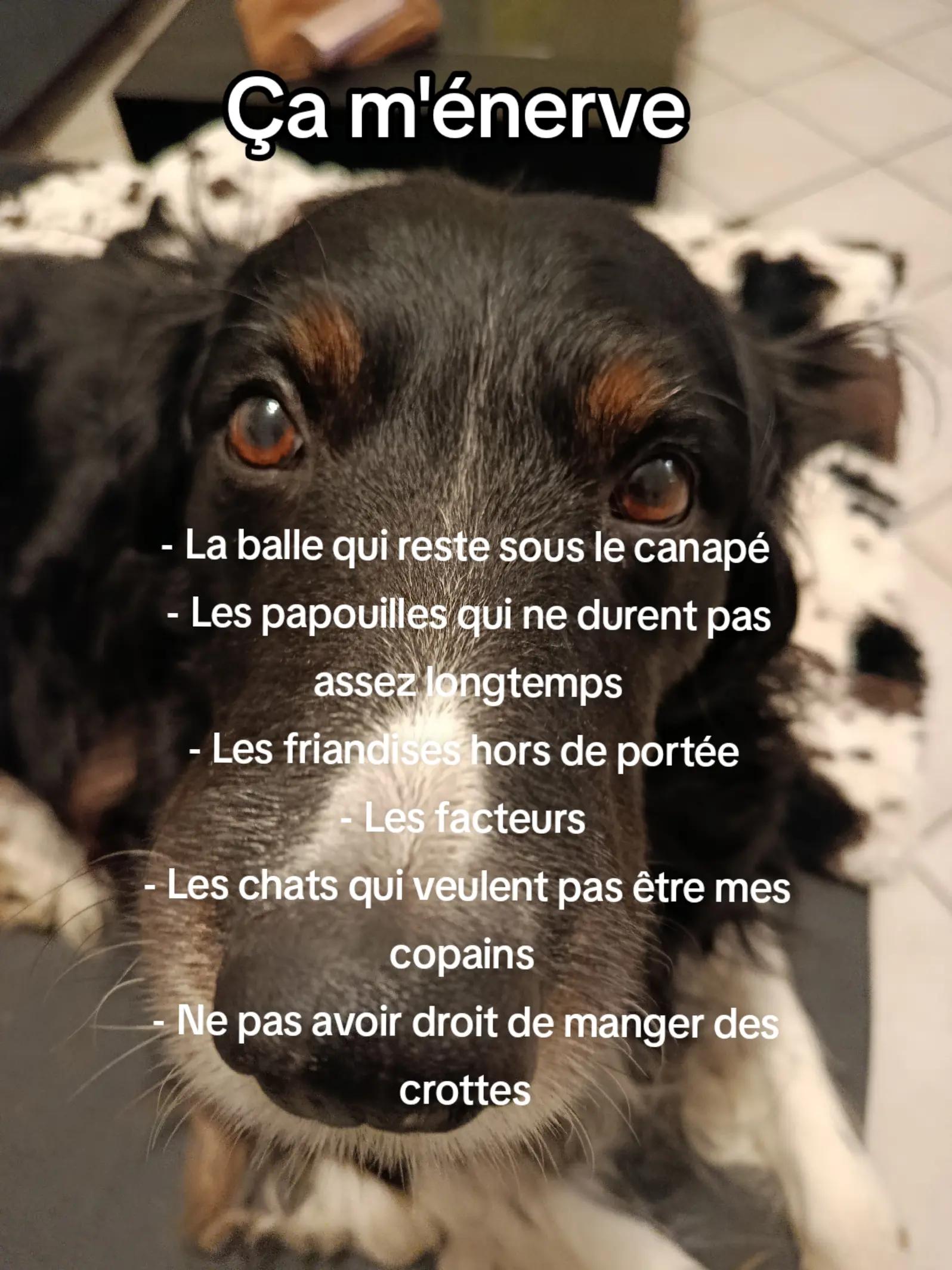 @les Reflets du Bonheur