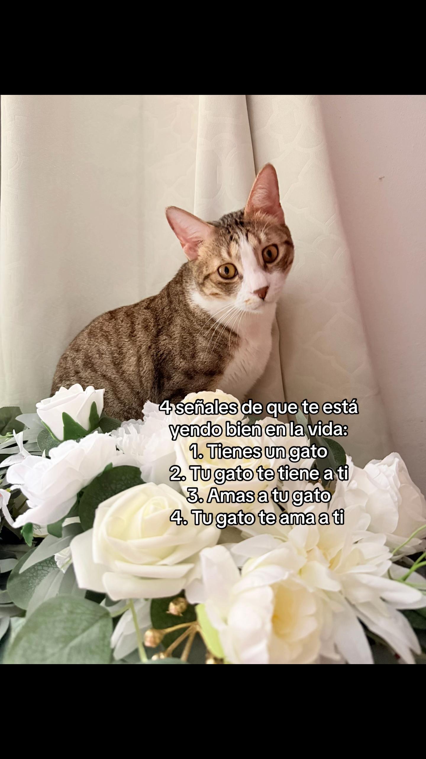 @𝐸𝓋𝑒 𝒯𝑜𝓇𝓇𝑒𝓈