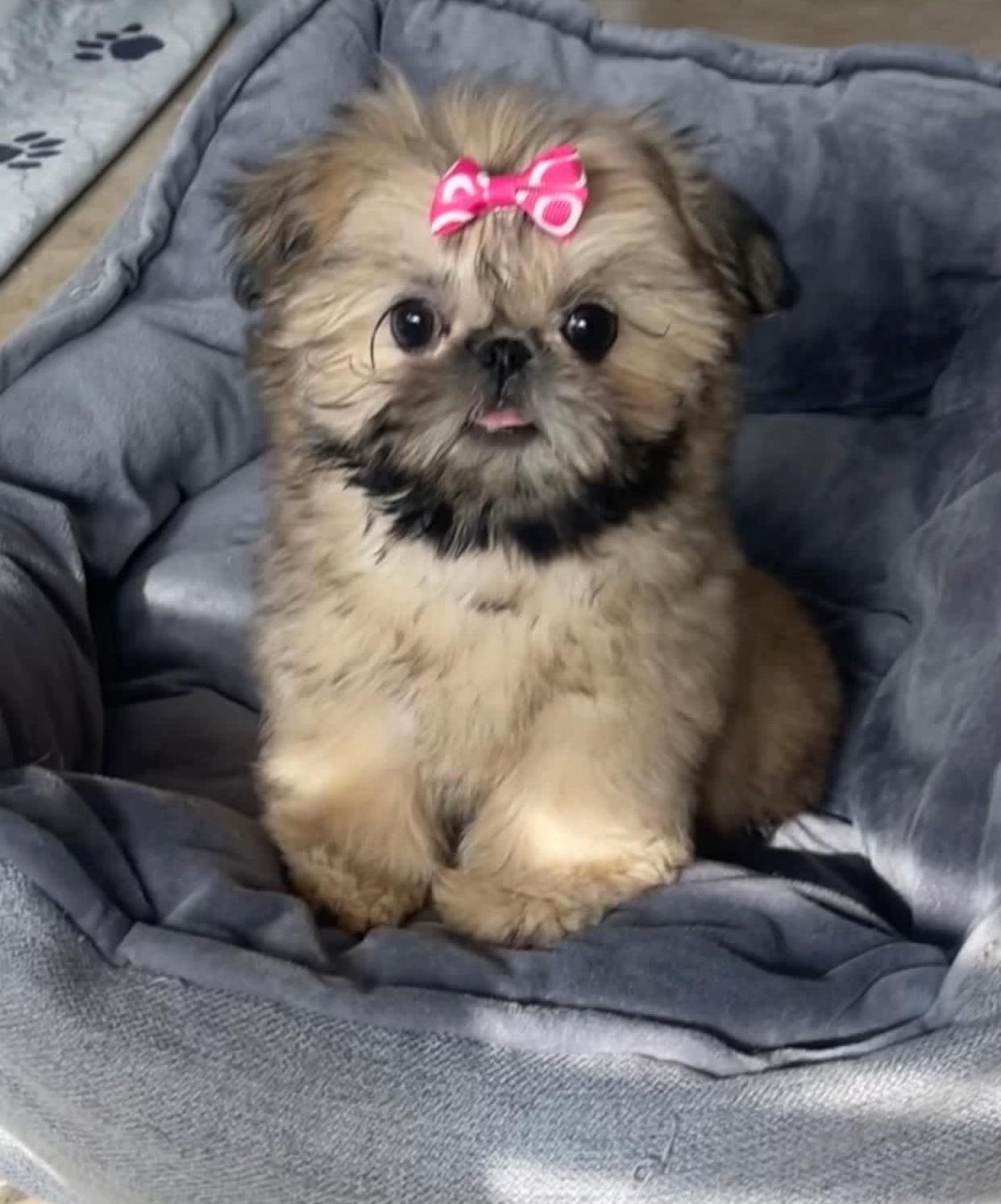 @Teacup Shih Tzu Puppies