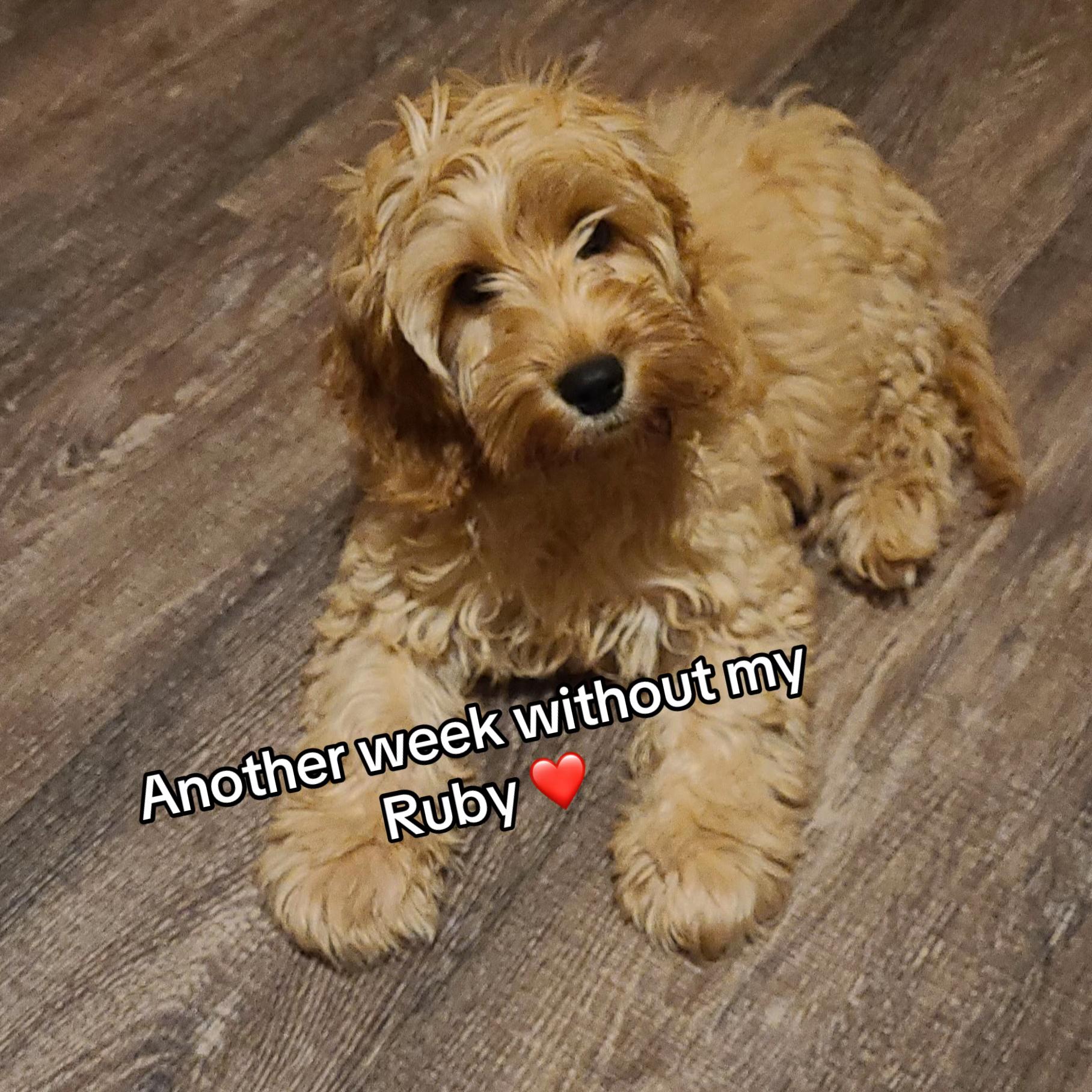 @Remembering RubyRoo ๐ค๐๏ธ