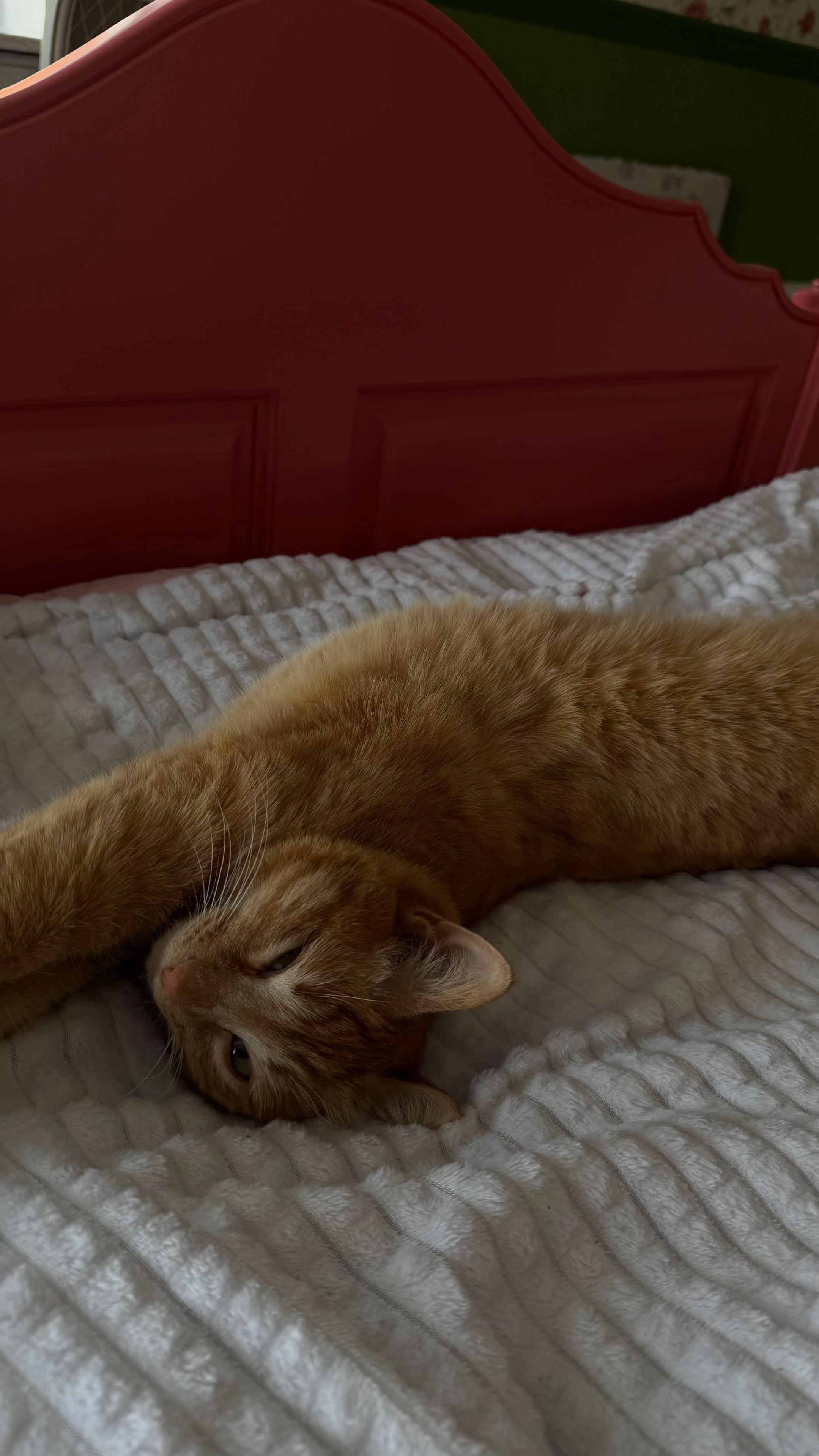 @🐈⬛