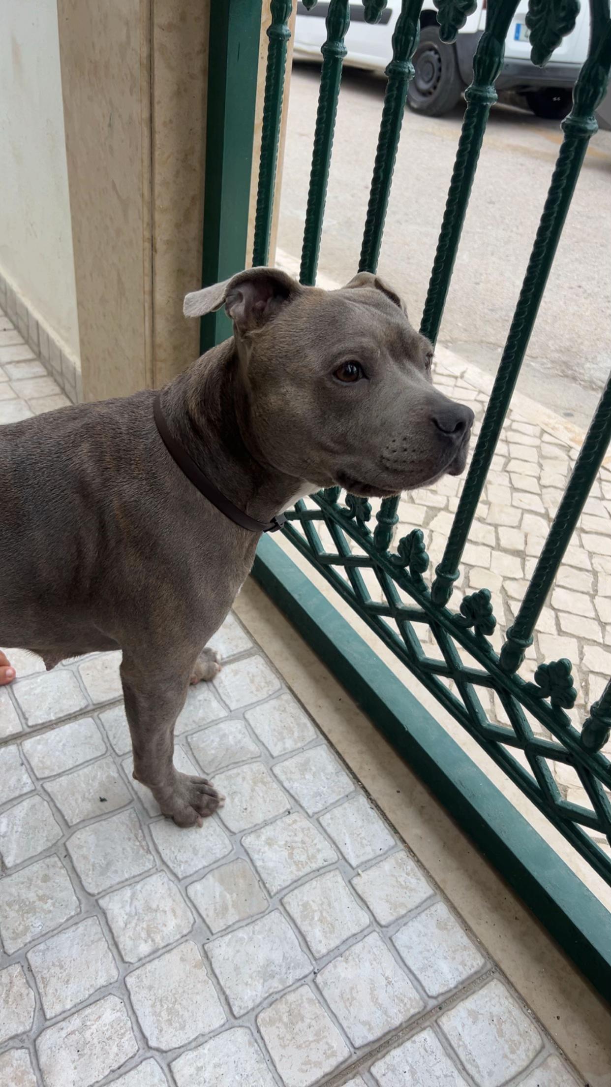 @rubylove_staffie94