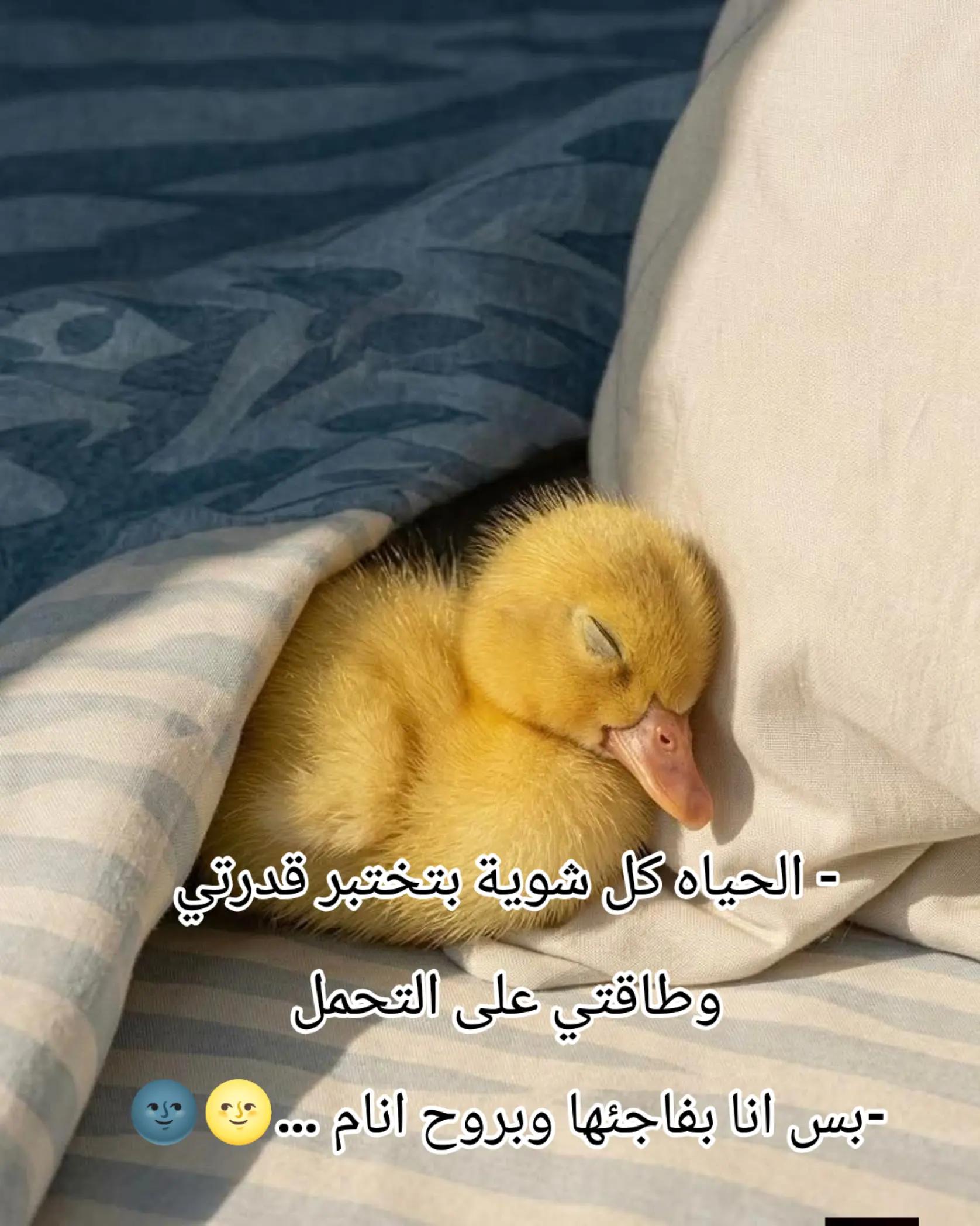 @Shrouk Mohamed