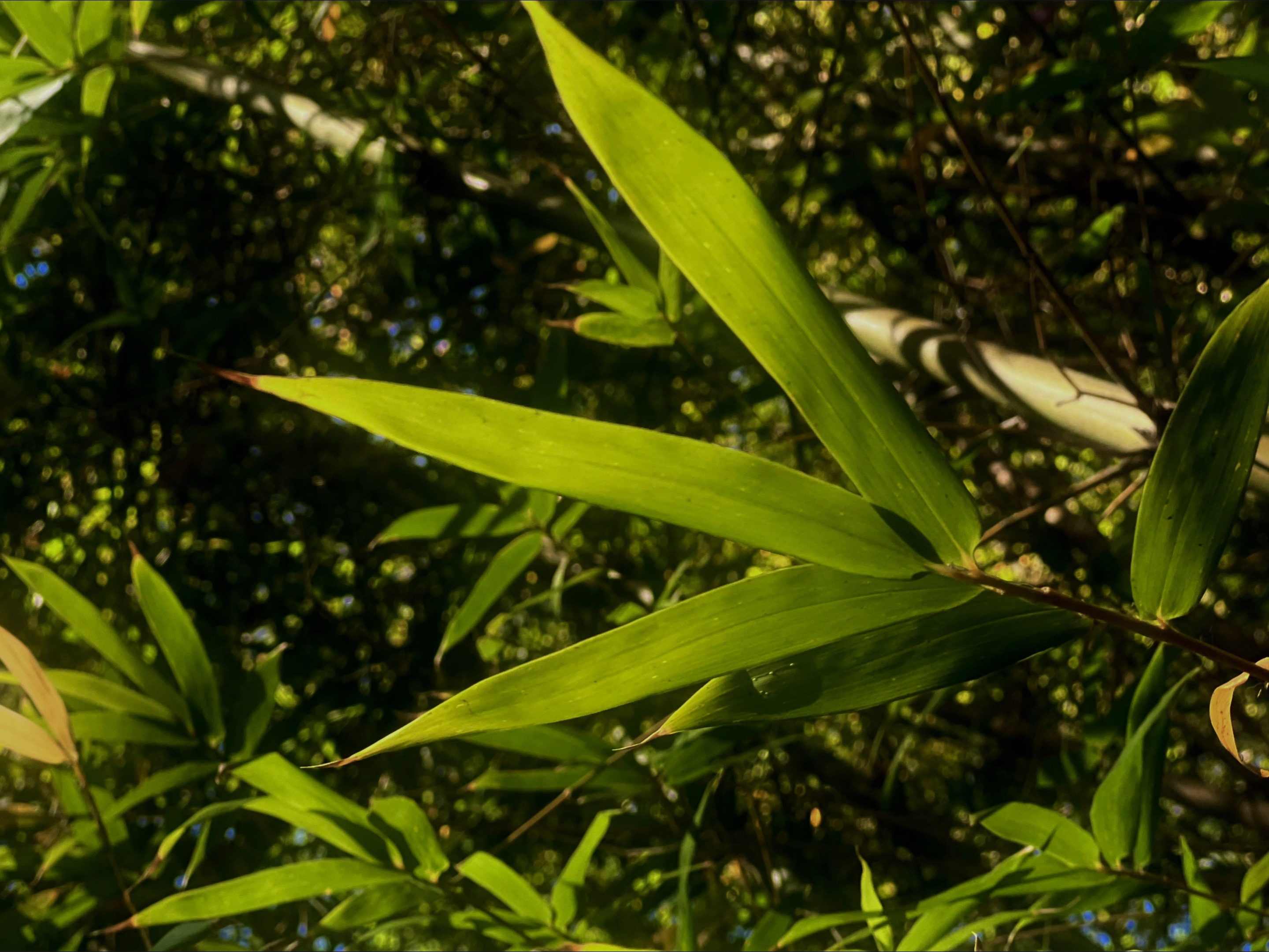 @greenembryo