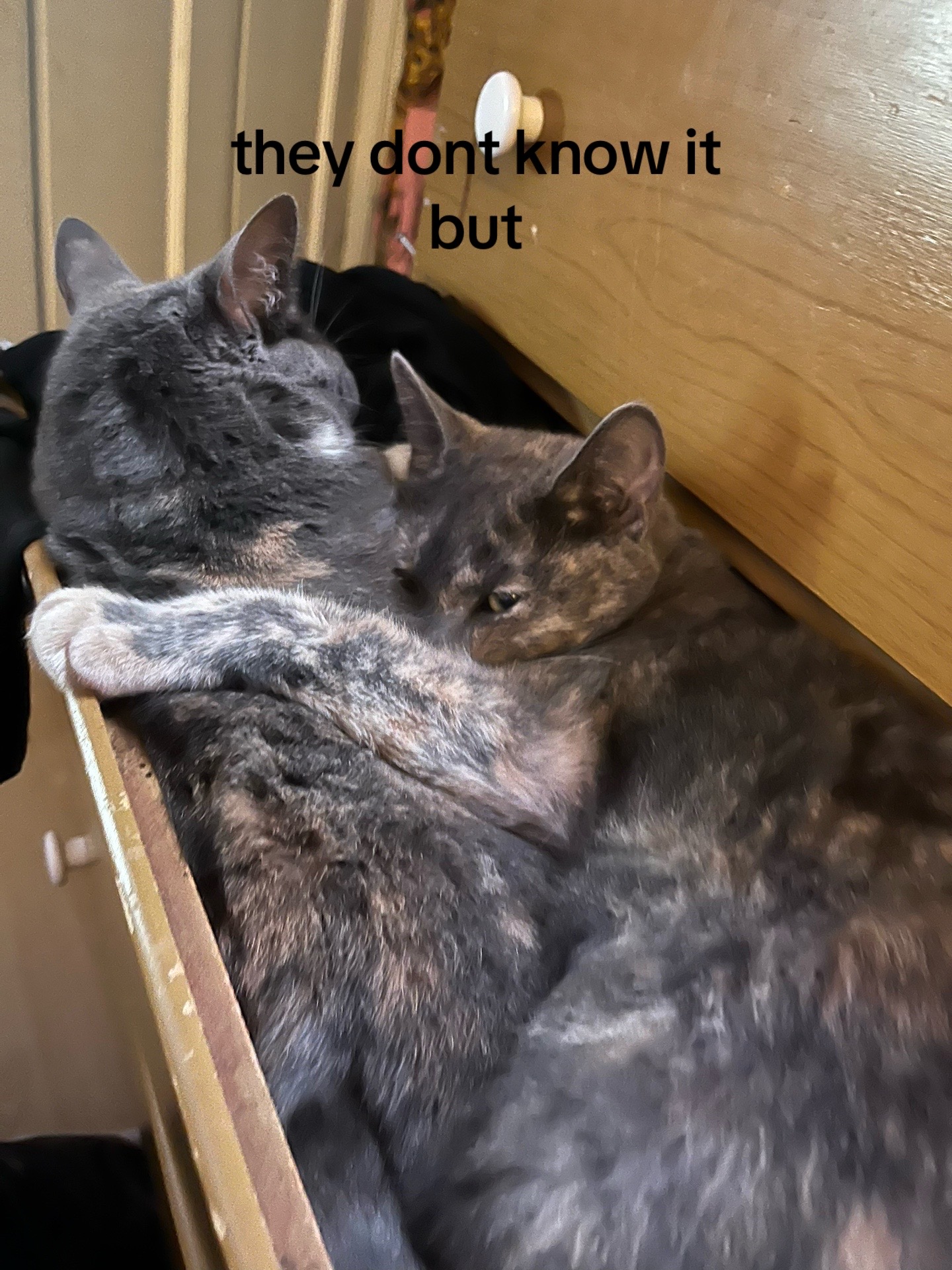 @brii