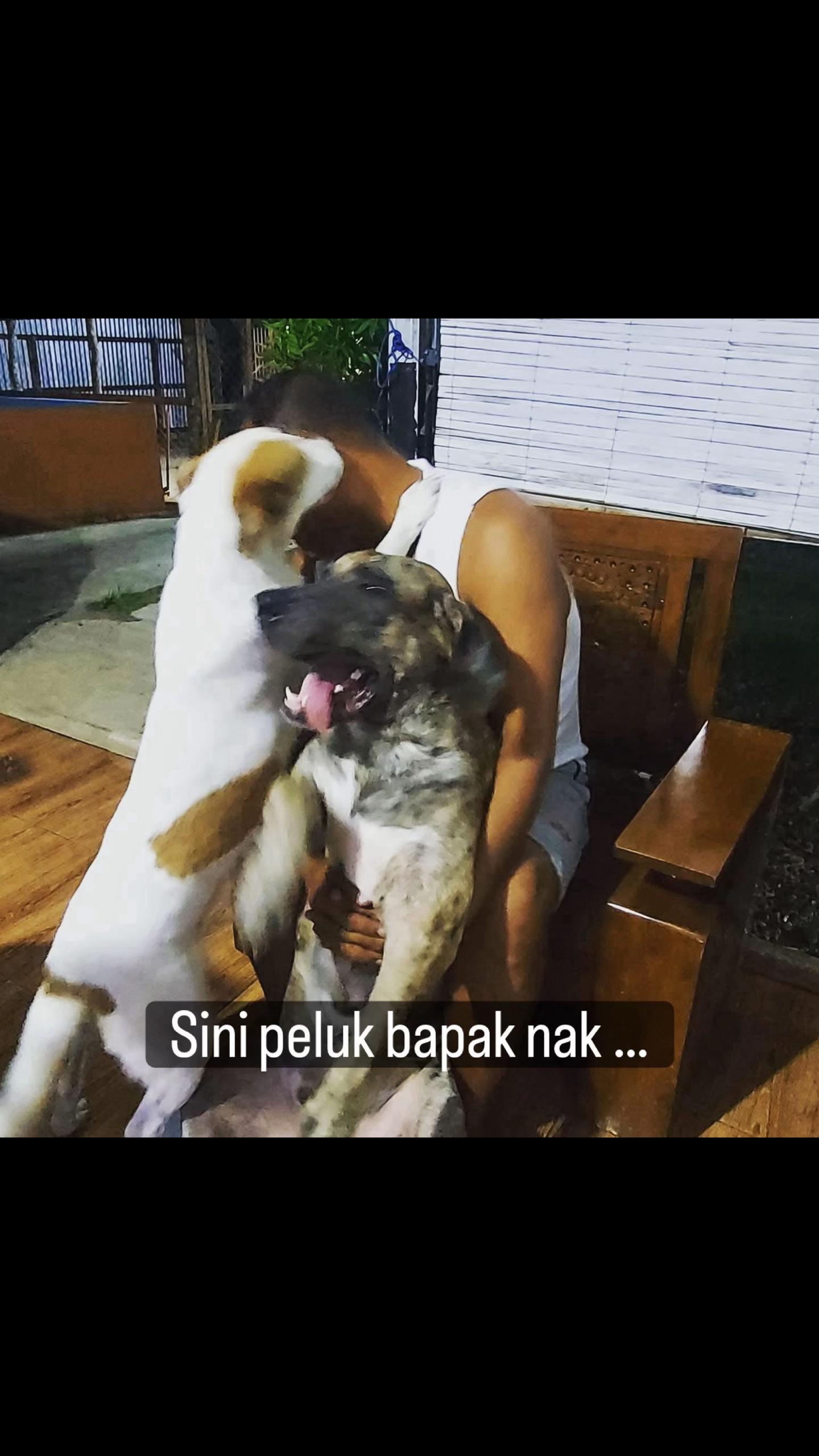 @indonesian_dog_lover