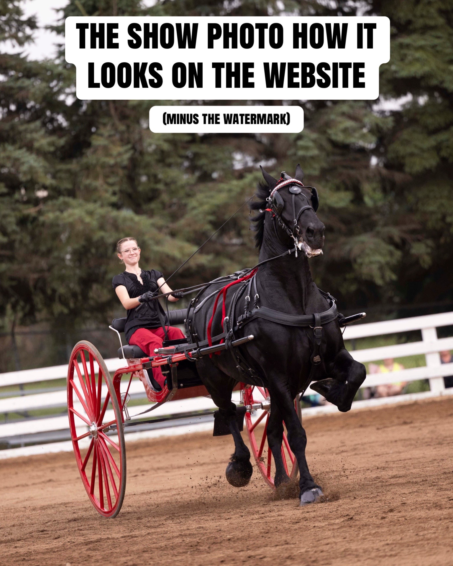 @Tisha 📸🦄 Equestrian Photog
