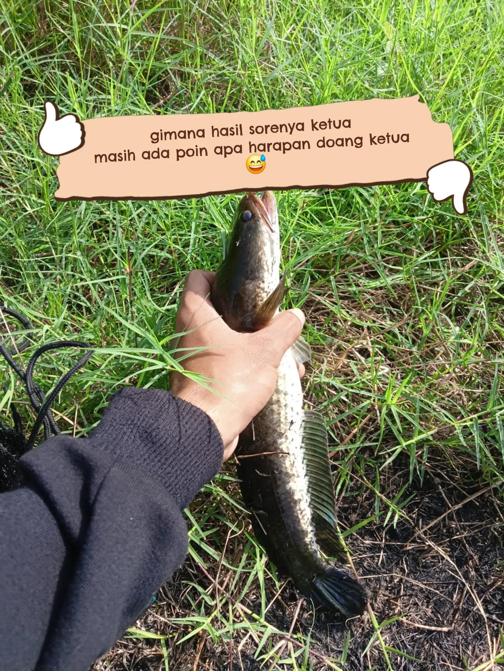 @yuanda🗿