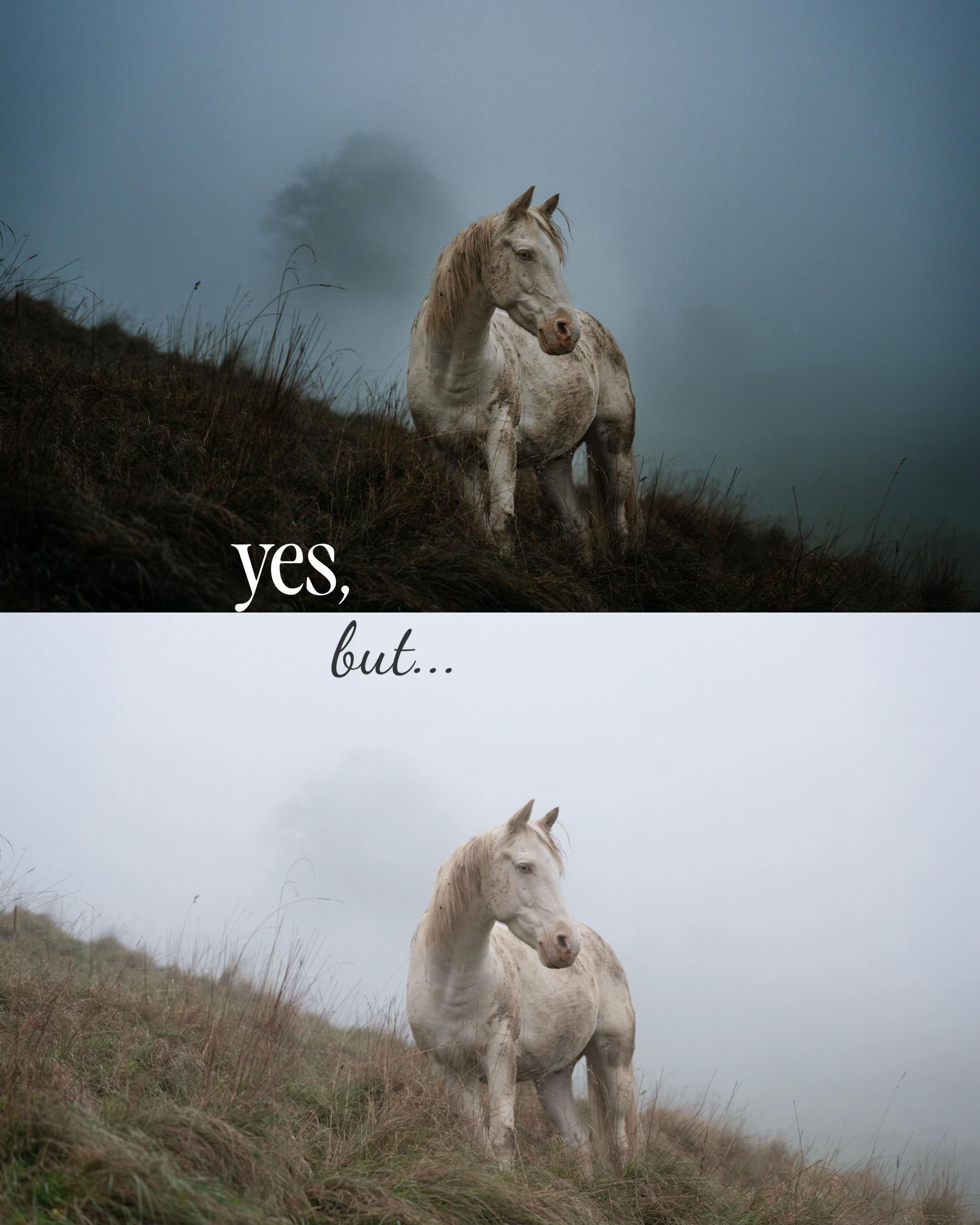 @Lorea ☾ Equine Imagery