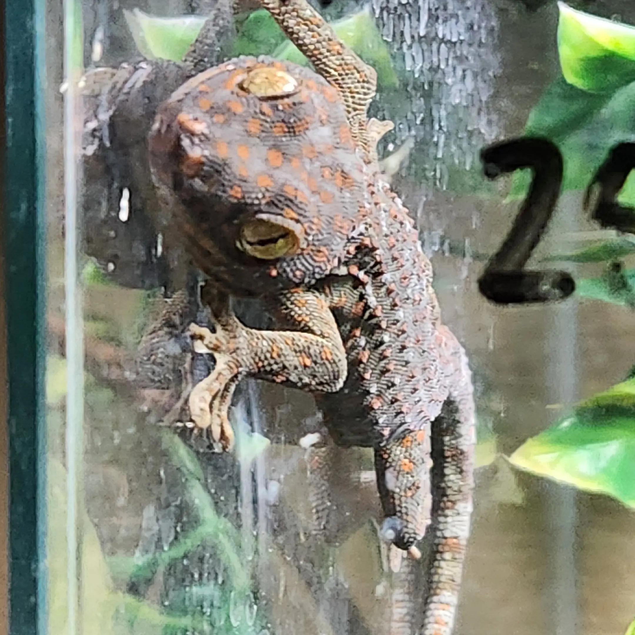 @Ballard&rsquo;s Reptiles