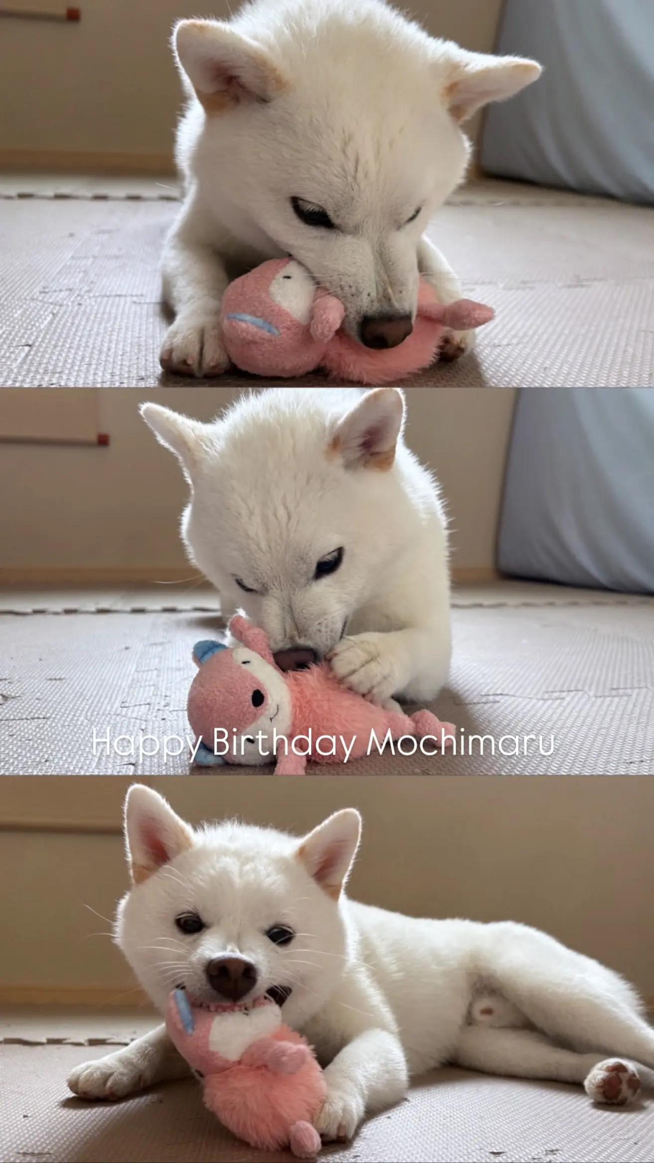 @Mochimaru