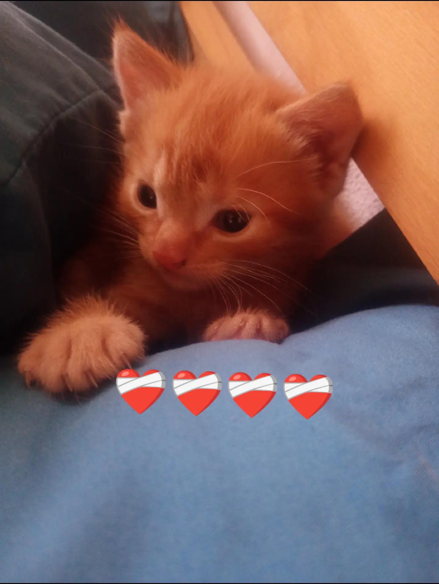 @🐾 Mily 🐾