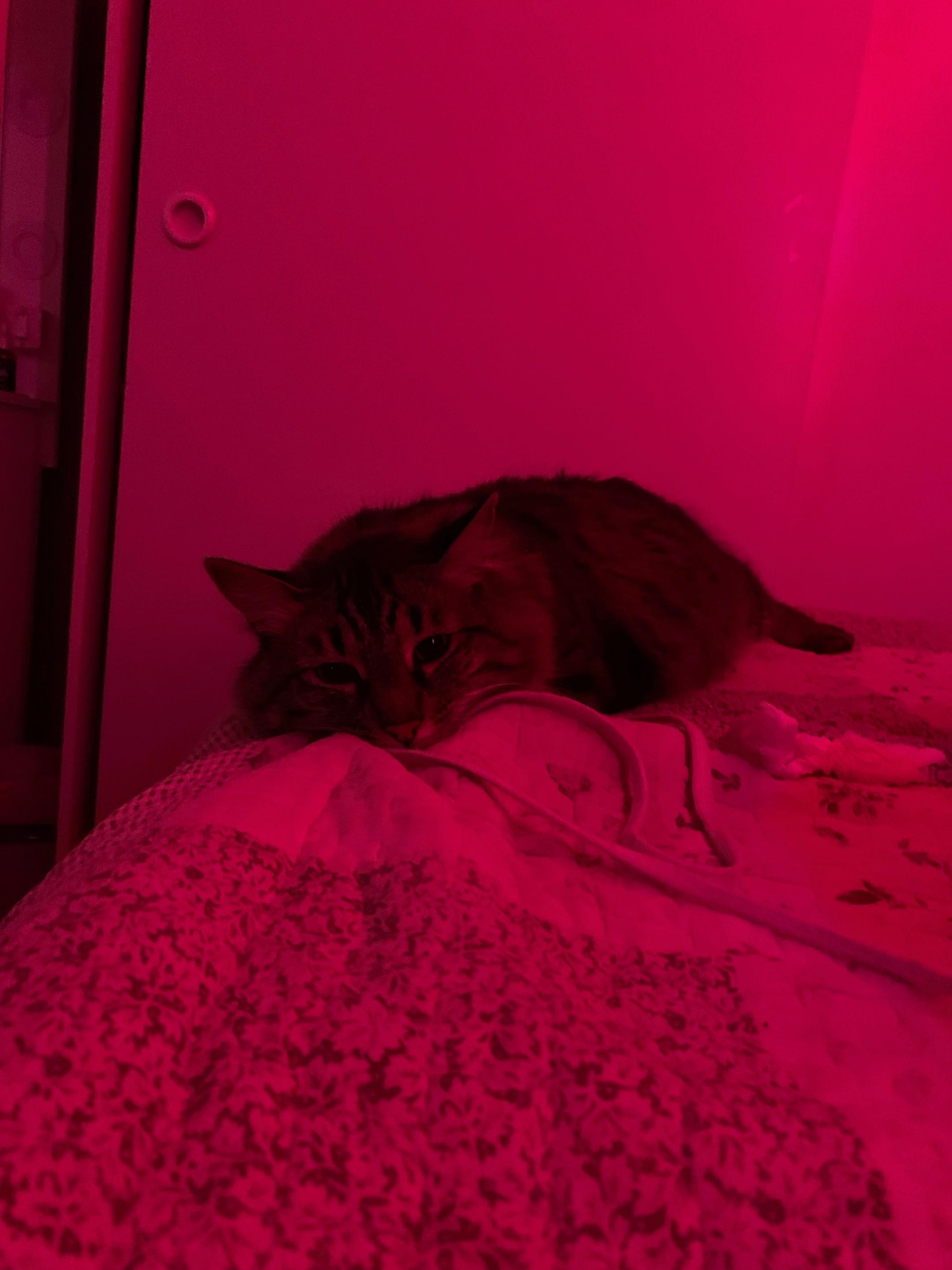 @𝒴𝒶𝓃𝓀𝒶.
