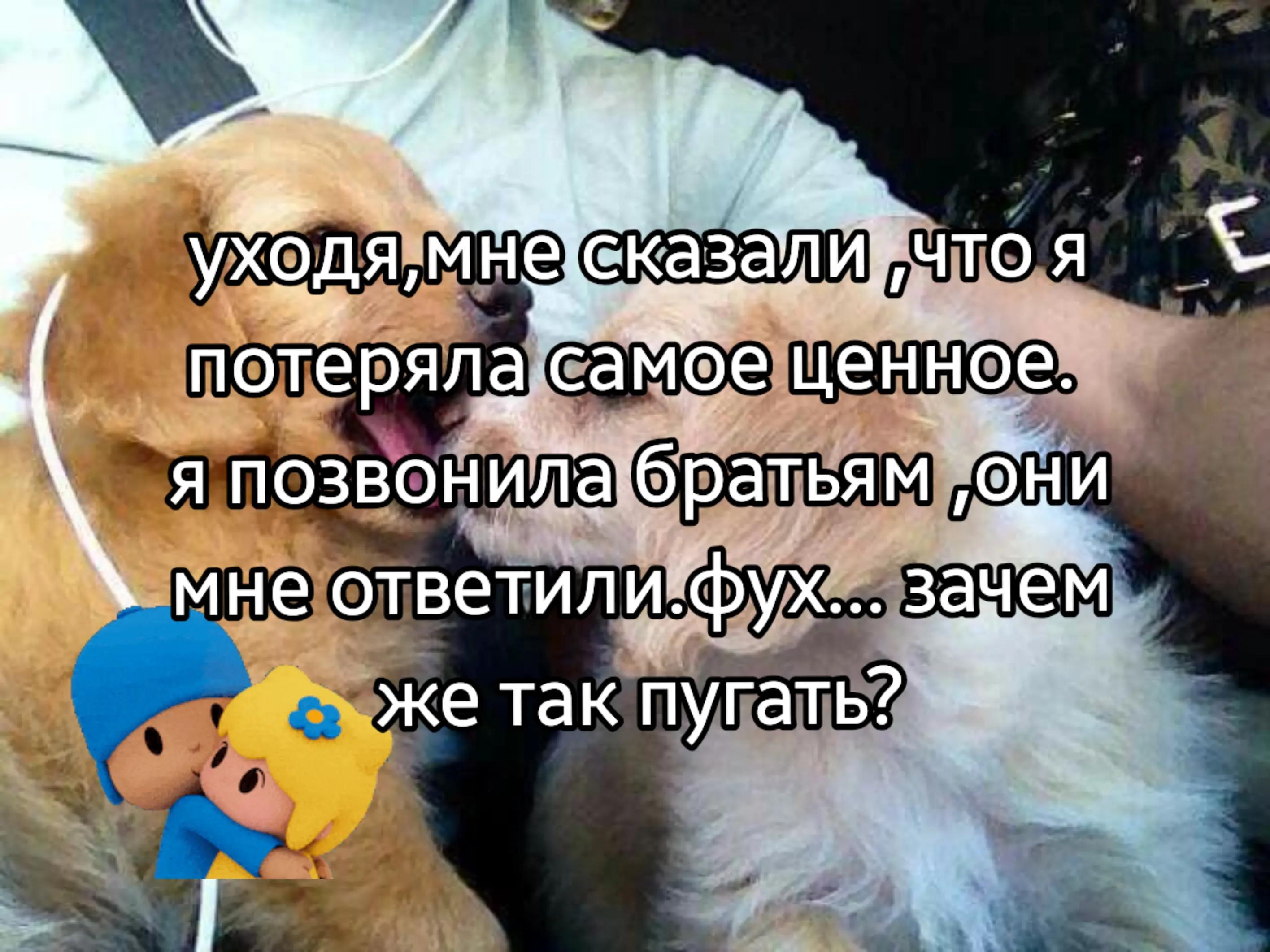 @Гав гав