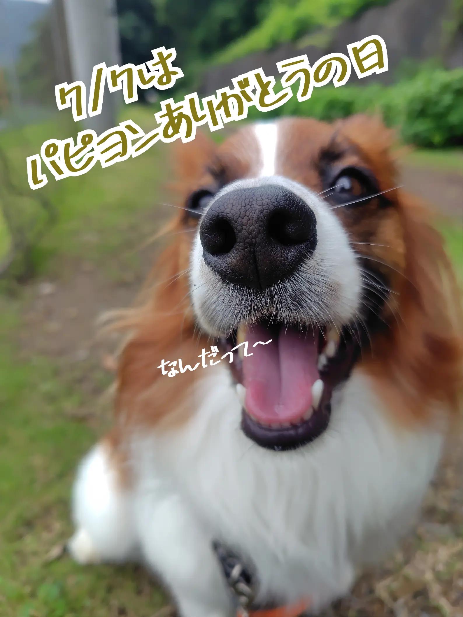 @デカパピひまわり君