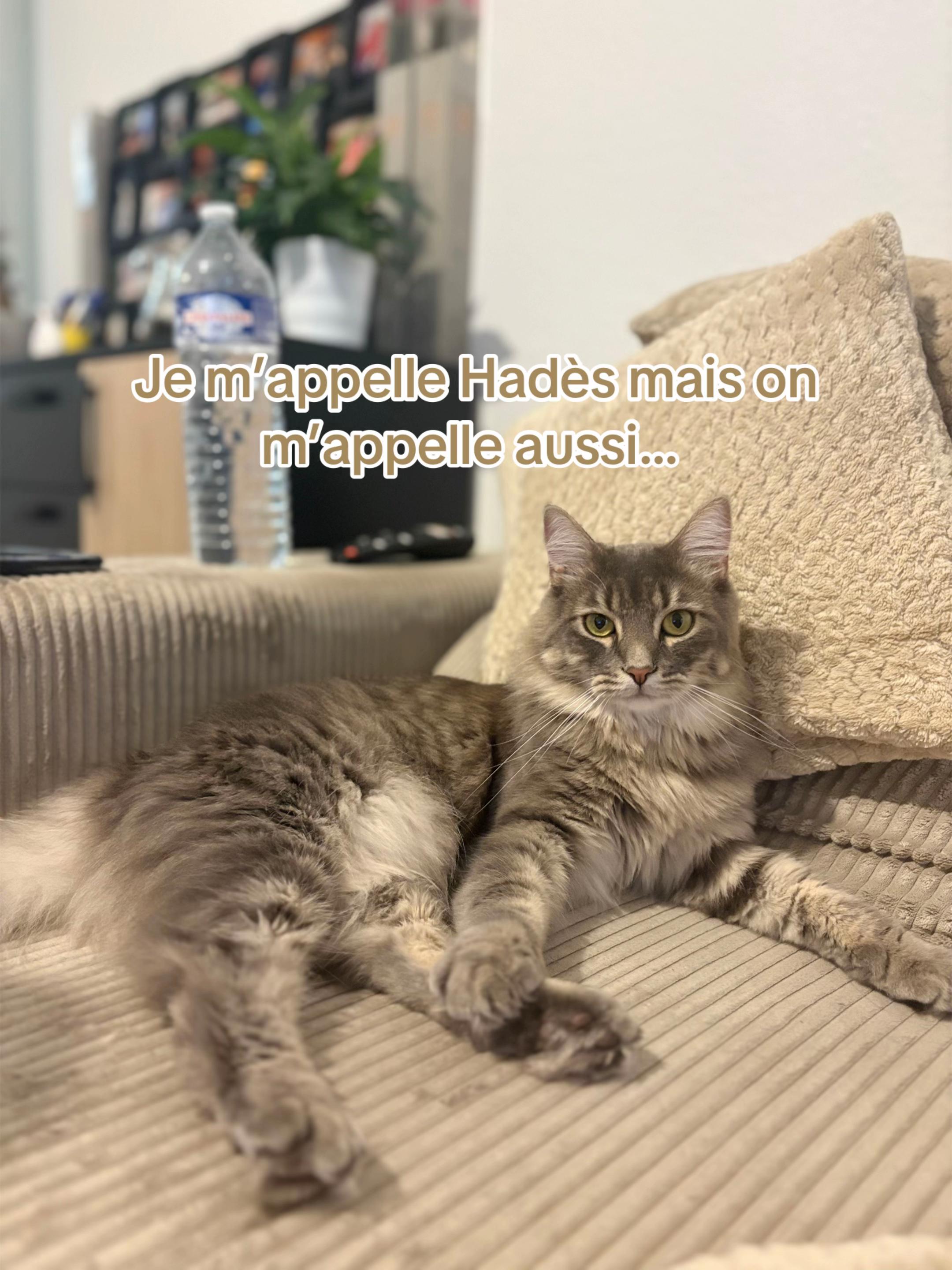 @Had&egrave;s & Zeus 🐱⚡️