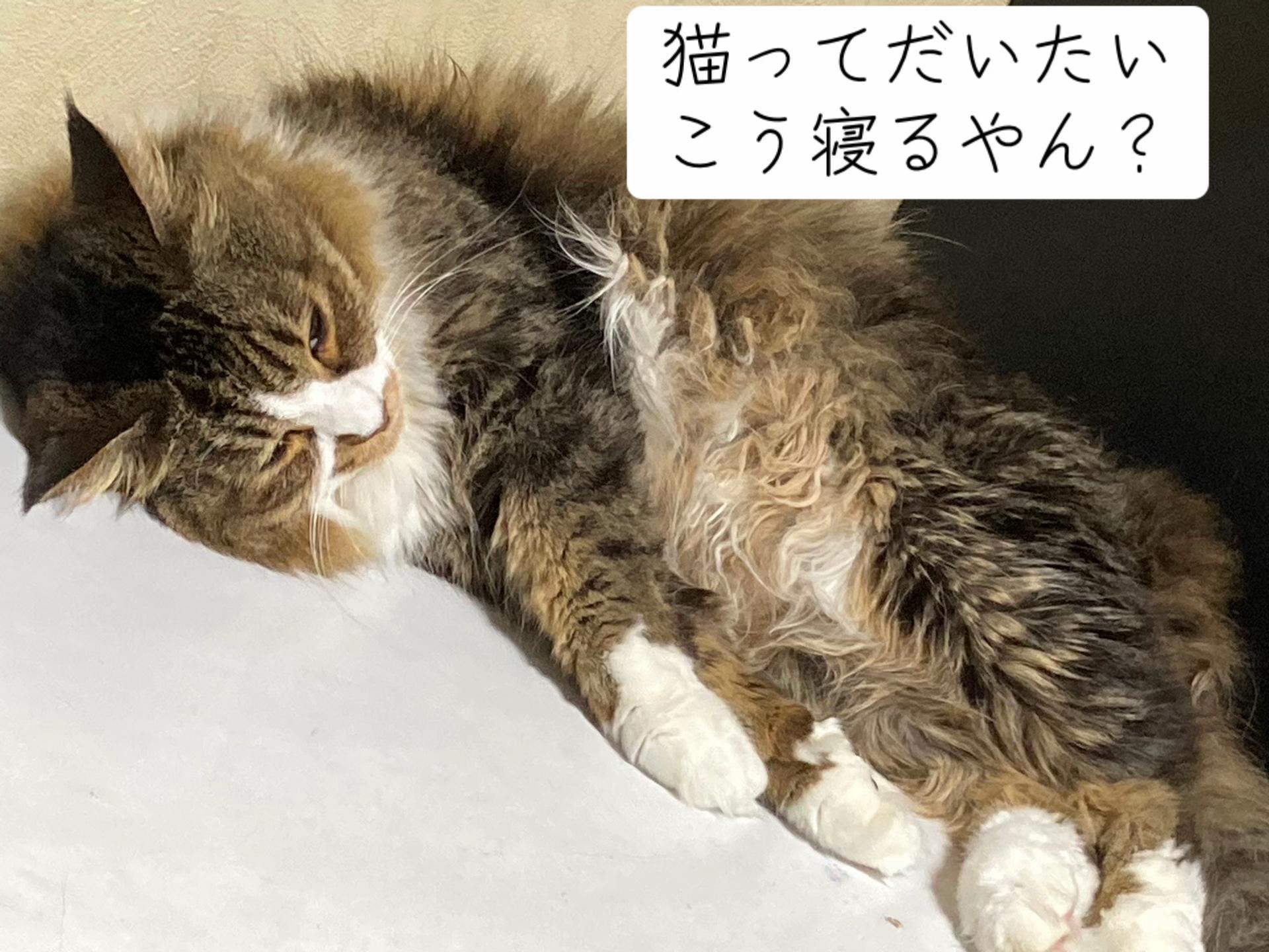 @も10たま15個のあーたん🕊️🔗