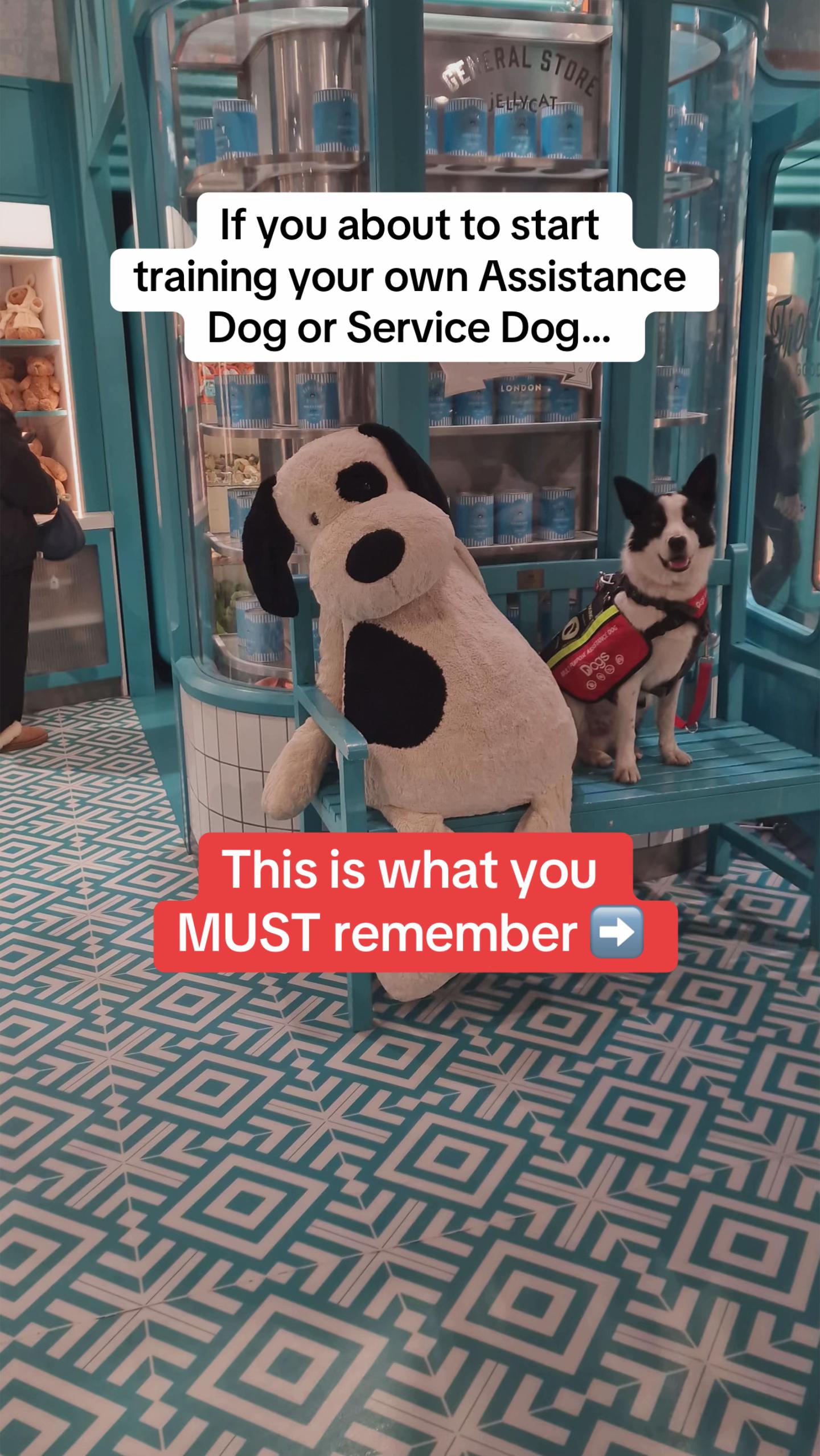 @Infinity Dogs CIC